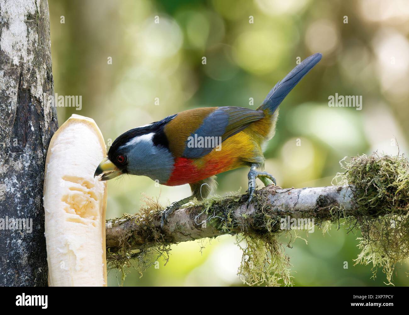 Tukanbarbet, Tukanbartvogel, Cabézon toucan, Semnornis ramphastinus, tukánbajszika, Mindo Valley, Ecuador, Südamerika Stockfoto