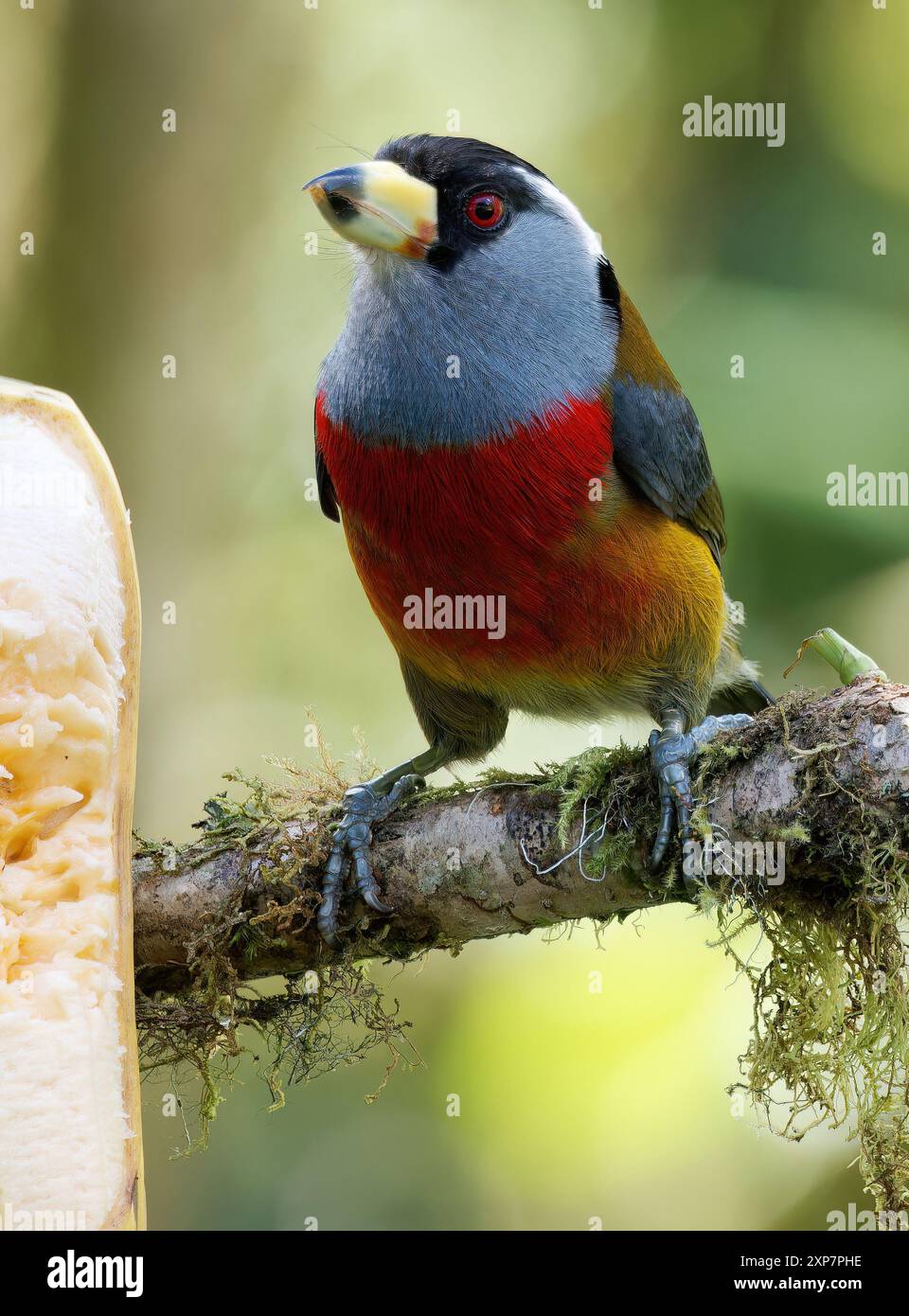 Tukanbarbet, Tukanbartvogel, Cabézon toucan, Semnornis ramphastinus, tukánbajszika, Mindo Valley, Ecuador, Südamerika Stockfoto