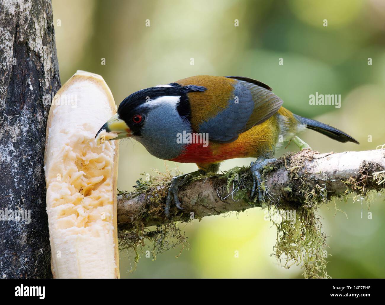 Tukanbarbet, Tukanbartvogel, Cabézon toucan, Semnornis ramphastinus, tukánbajszika, Mindo Valley, Ecuador, Südamerika Stockfoto