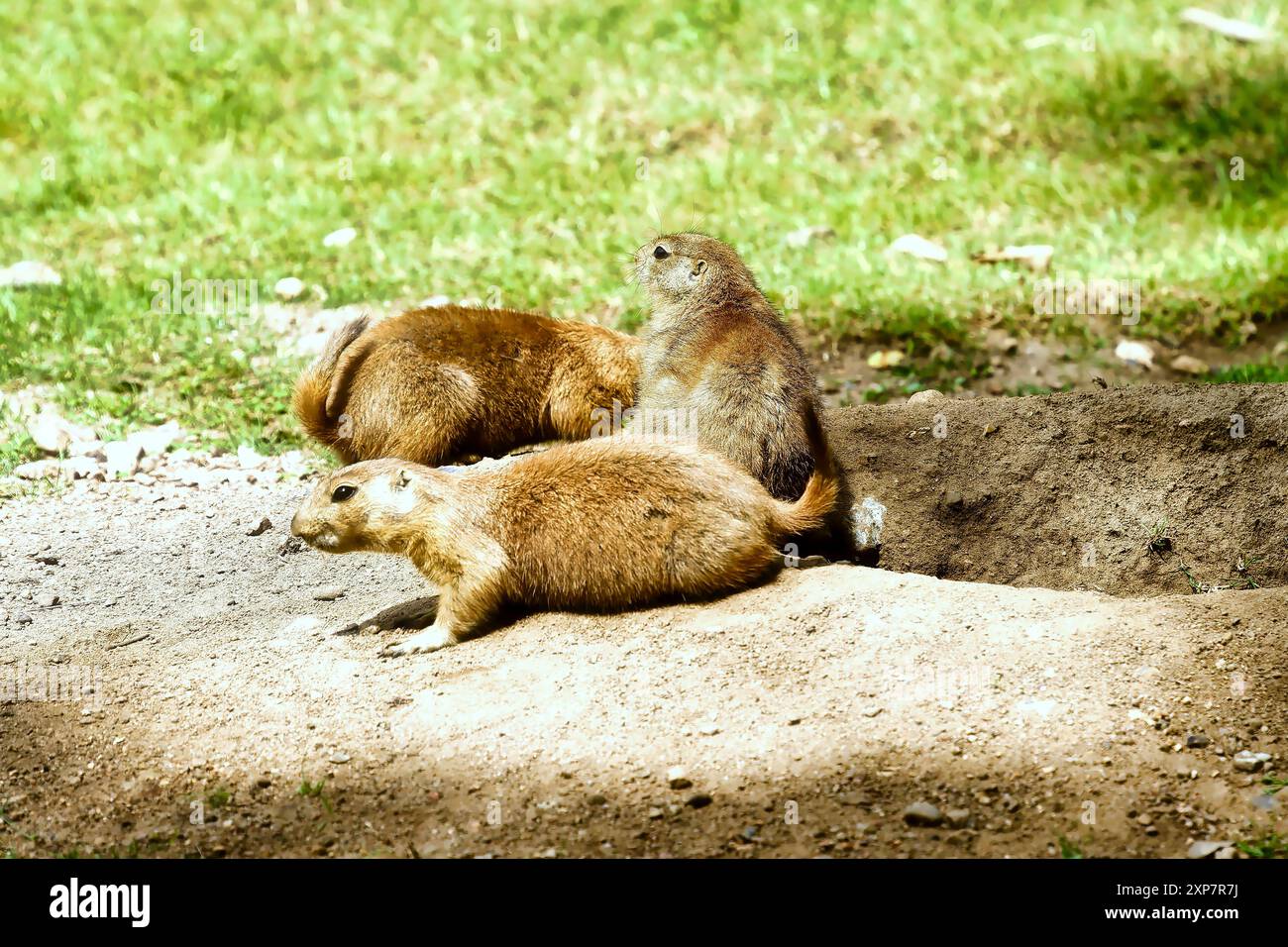 Schwarzschwanz-Präriehund mit grünem Gras und einem Loch, Nahaufnahme Stockfoto