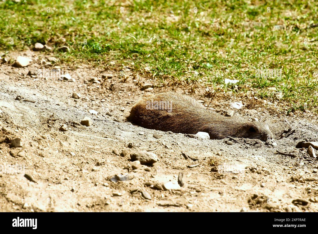 Schwarzschwanz-Präriehund mit grünem Gras und einem Loch, Nahaufnahme Stockfoto