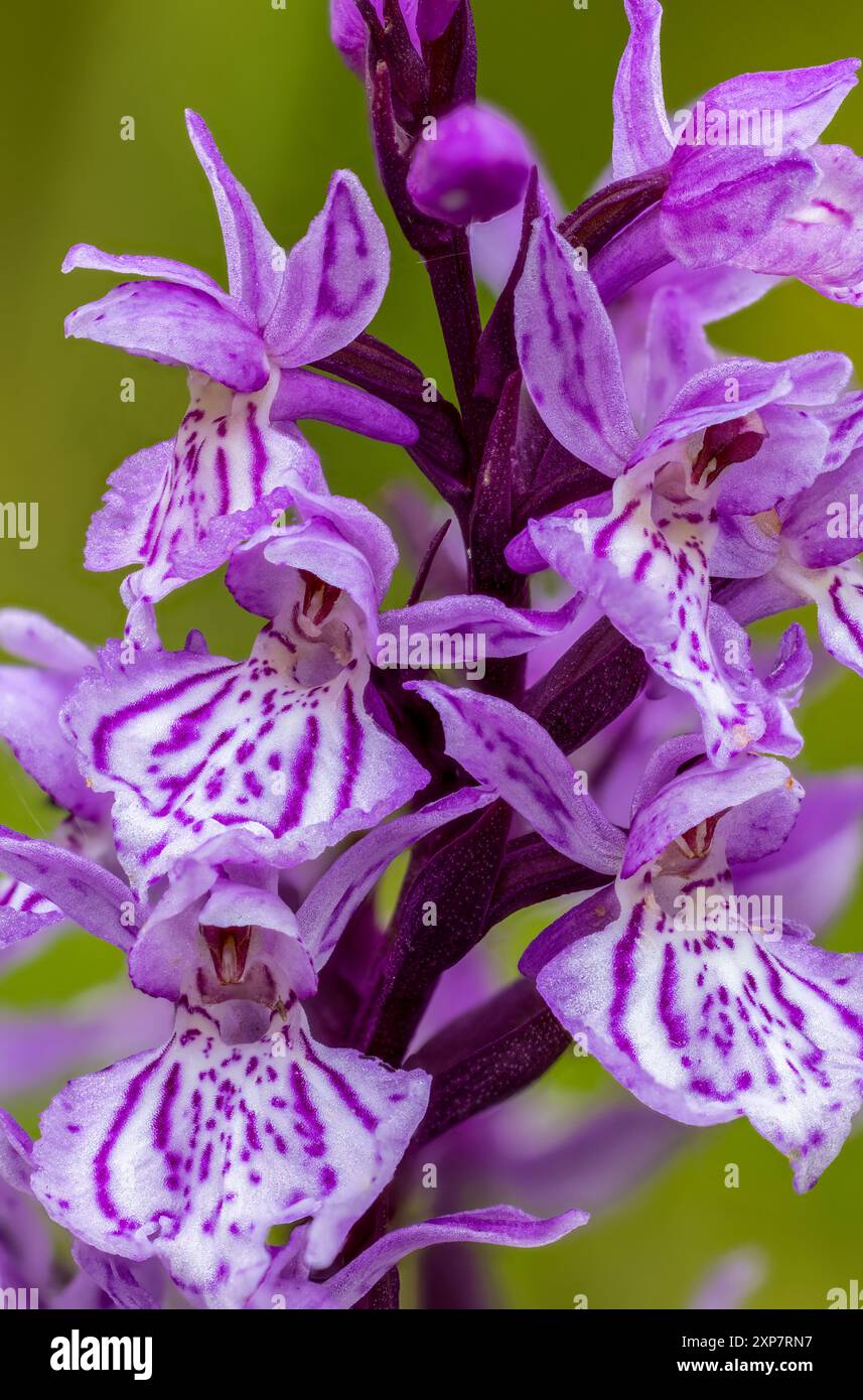 Heide gefleckte Orchideenblüte Stockfoto