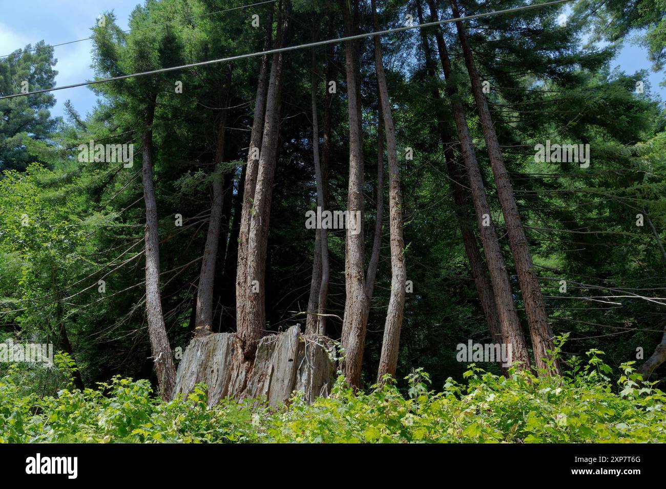 Redwood Stump, reife Sprossen, (Elternbaum), wächst aus den Stumpwurzeln, Sequoia sempervirens, Redwood National & State Parks, Kalifornien. Stockfoto