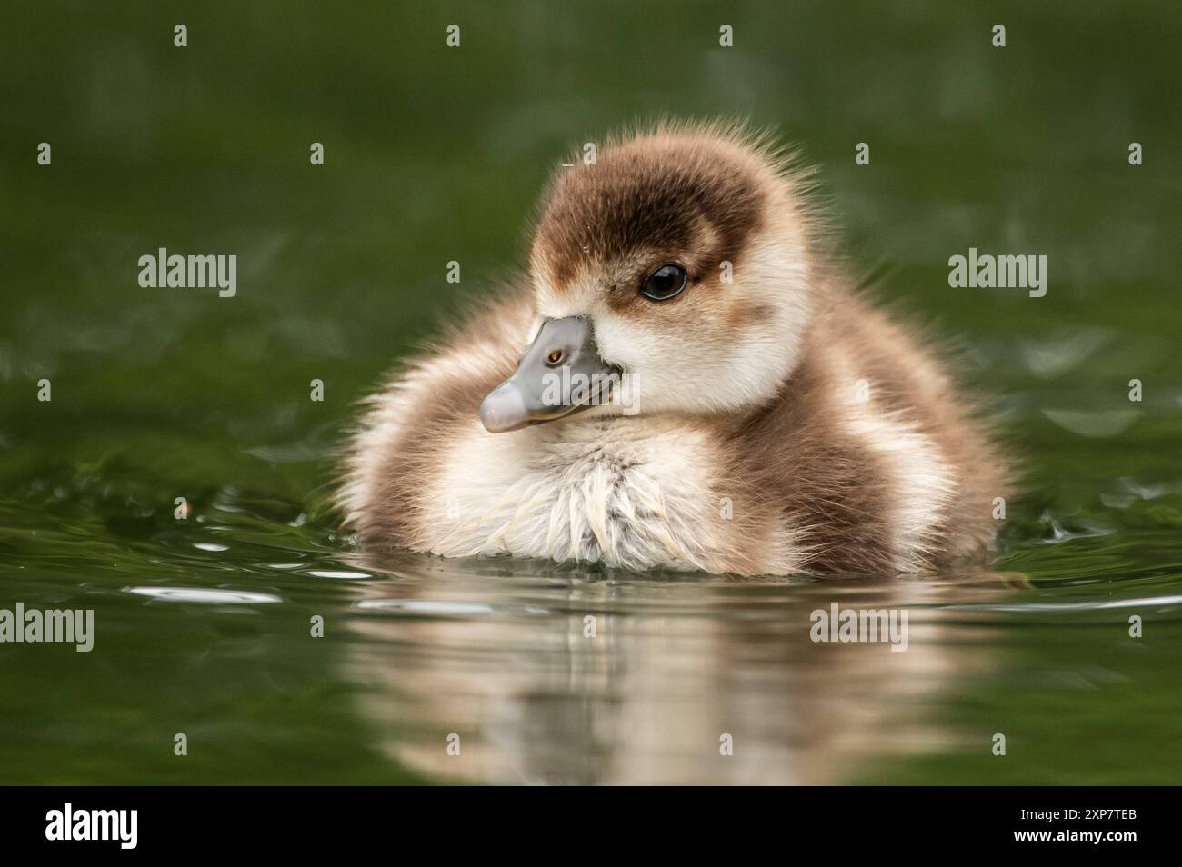 Ein Nilgans Küken schwimmt in einem See bei Donaueschingen. Donaueschingen Baden-Württemberg Deutschland *** Eine Nilganse schwimmt in einem See bei Donaueschingen Donaueschingen Baden-Württemberg Deutschland Stockfoto