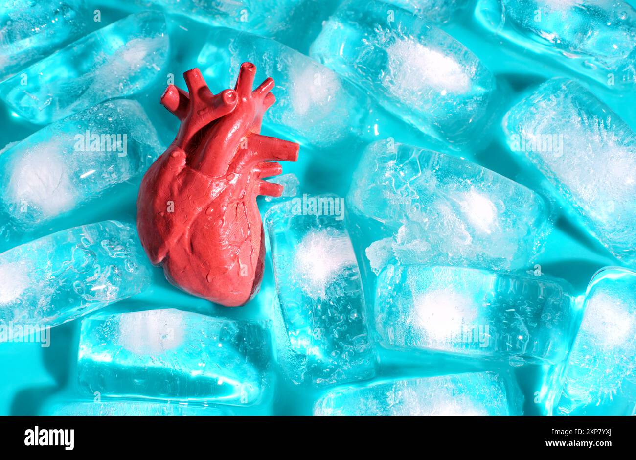 Detailliertes menschliches Herzmodell, das zwischen Eiswürfeln auf blauem Hintergrund platziert wurde. Visuelle Darstellung von Herzgesundheit und -Erhaltung. Stockfoto