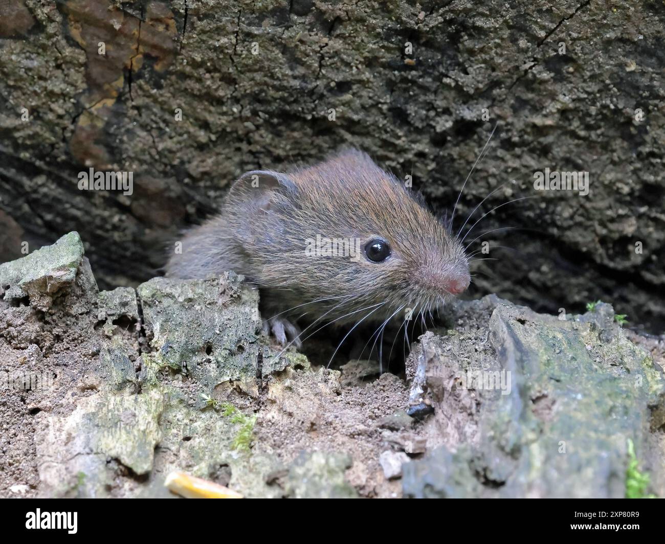 Bank Vole ( Myodes Glareolus) Stockfoto