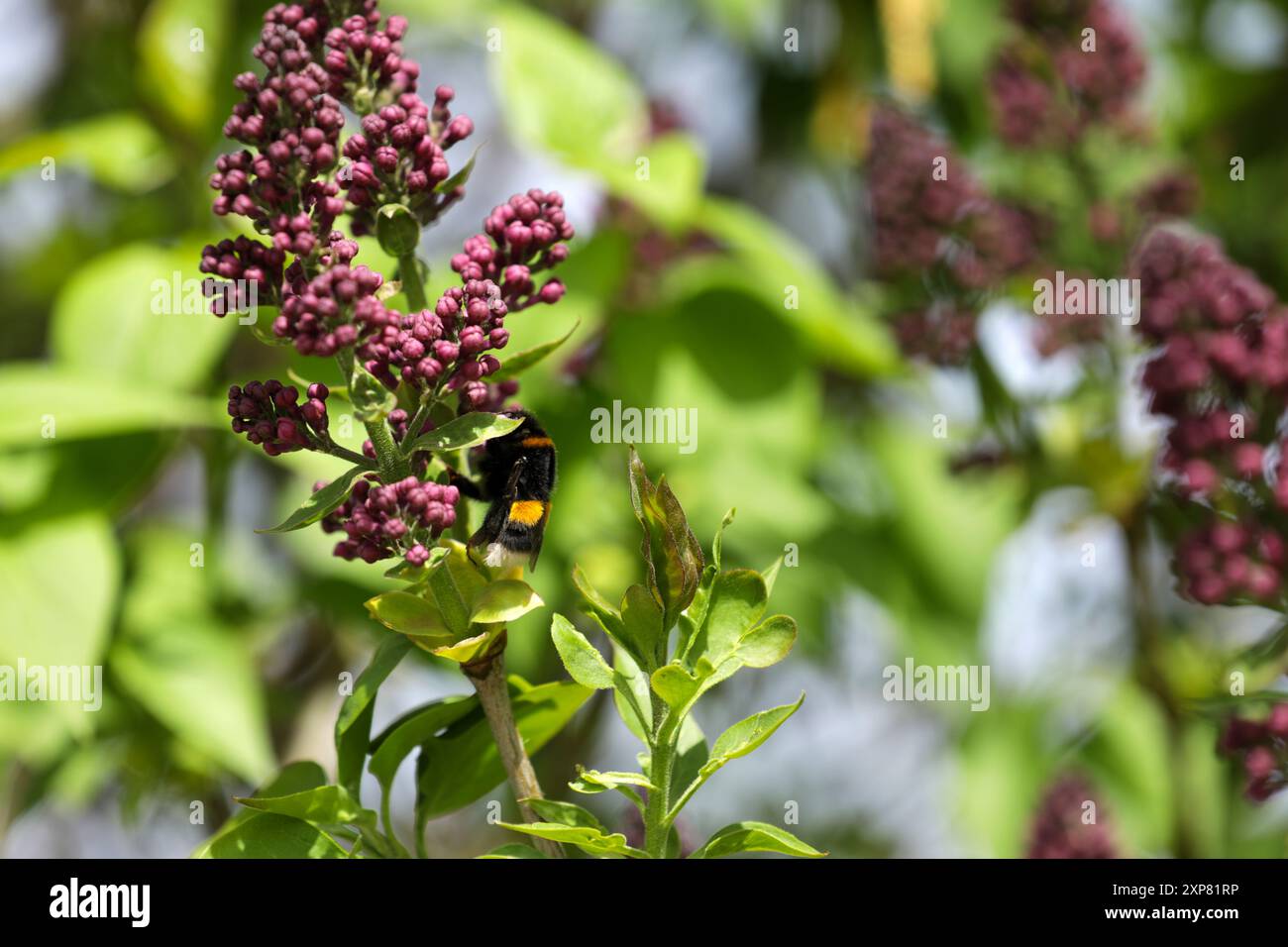 Flieder mit violetter Blüte im Frühling Stockfoto