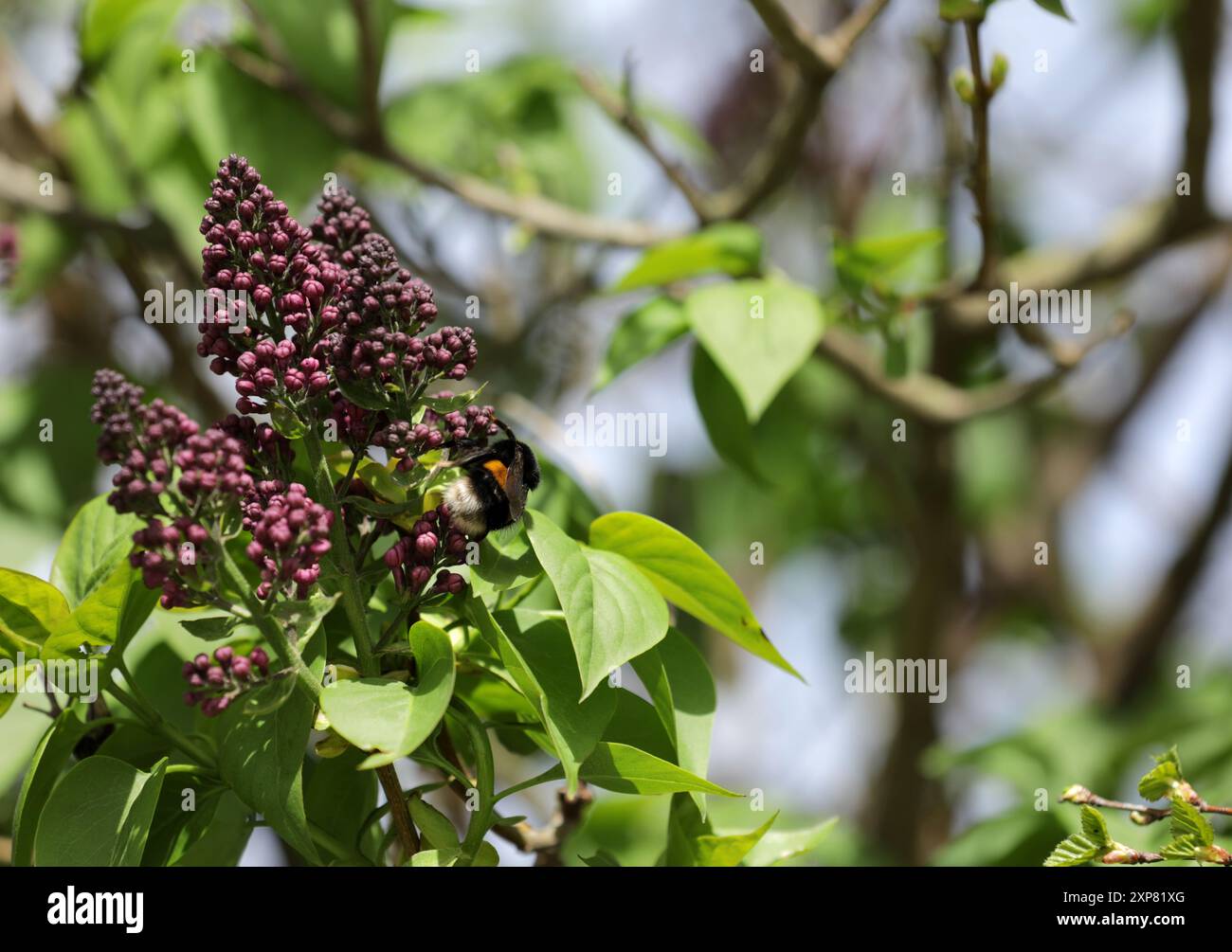 Flieder mit violetter Blüte im Frühling Stockfoto