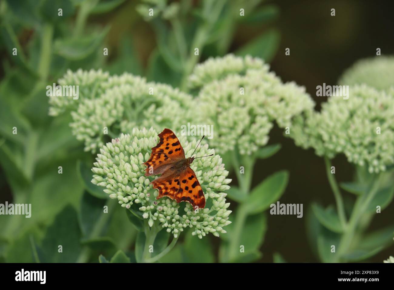 Comma-Butterfly hat Residence auf einer Steinrop aufgenommen Stockfoto