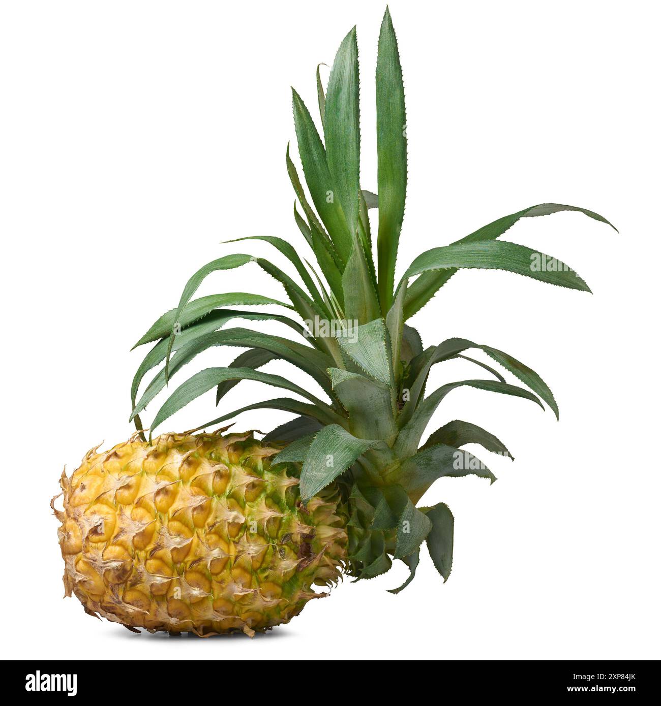 Frische ganze reife Ananas mit Krone aus grünen Blättern auf isoliertem weißem Hintergrund, tropische Früchte reich an Vitaminen, Enzymen und Antioxidantien Stockfoto