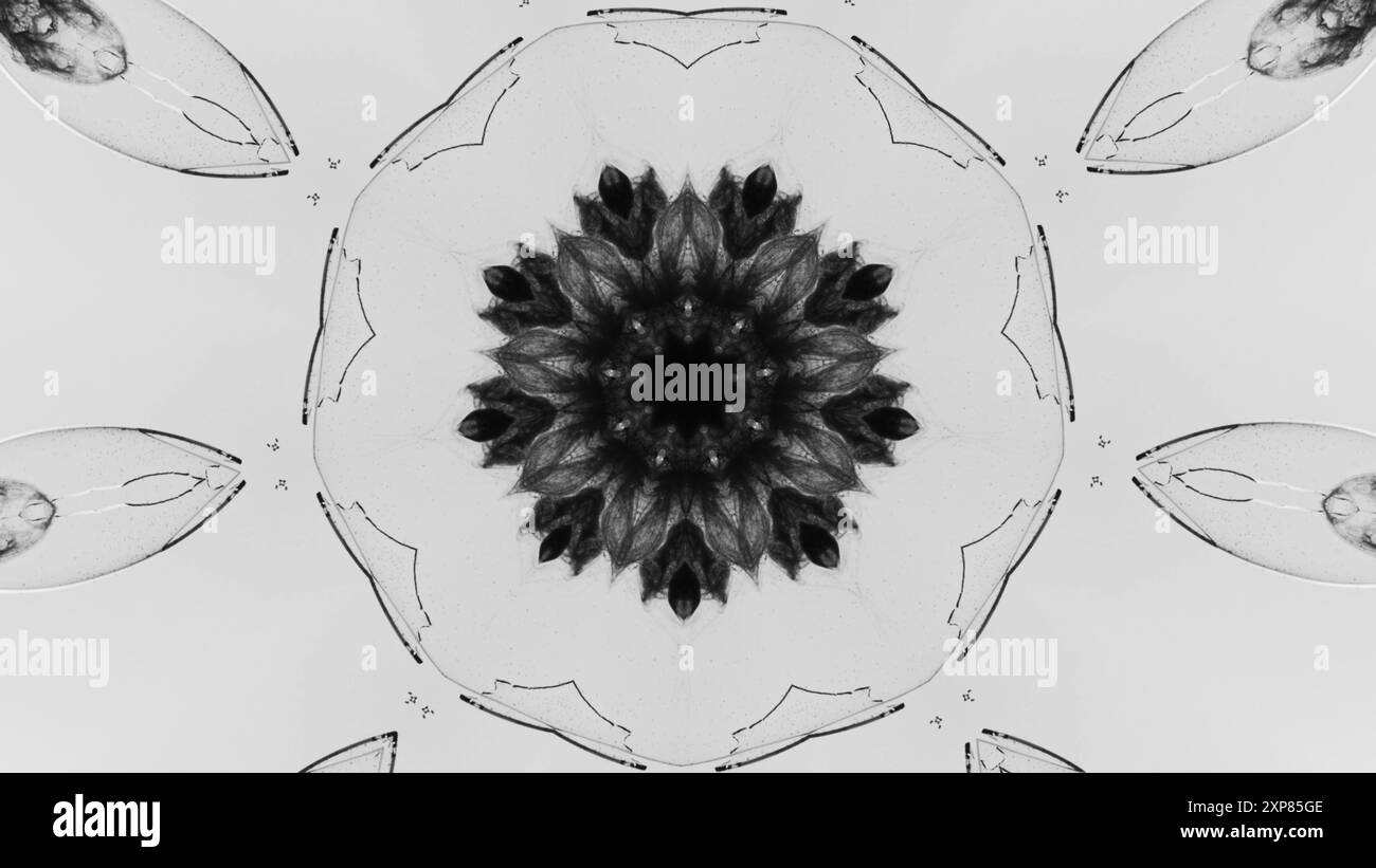 Schwarzes weißes Blumenmandala mit kompliziertem Design und symmetrischen Mustern für abstrakten Hintergrund der ästhetischen Kunstabbildung. Stockfoto