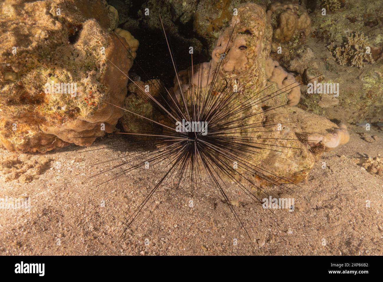 Rotmeer Urchin im Roten Meer bunt und schön, Eilat Israel Stockfoto