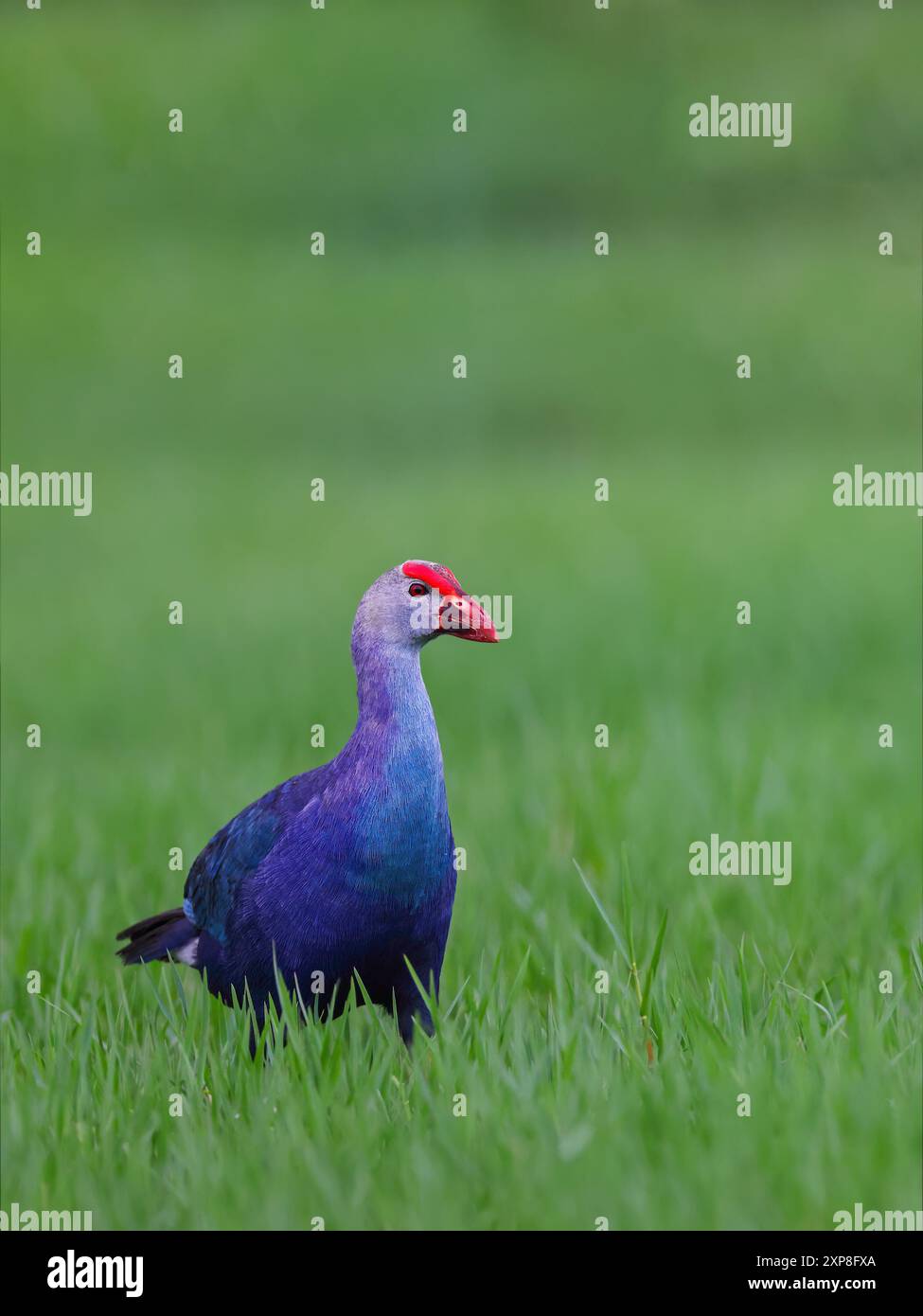 Purpursumphen oder Graukopfsumphen, die im Nahen Osten gefunden werden, über den indischen Subkontinent bis nach Südchina und Nordthailand. Stockfoto