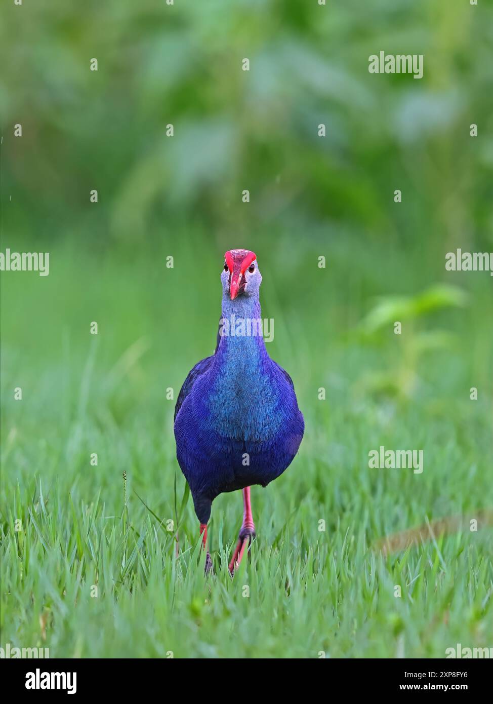 Purpursumphen oder Graukopfsumphen, die im Nahen Osten gefunden werden, über den indischen Subkontinent bis nach Südchina und Nordthailand. Stockfoto