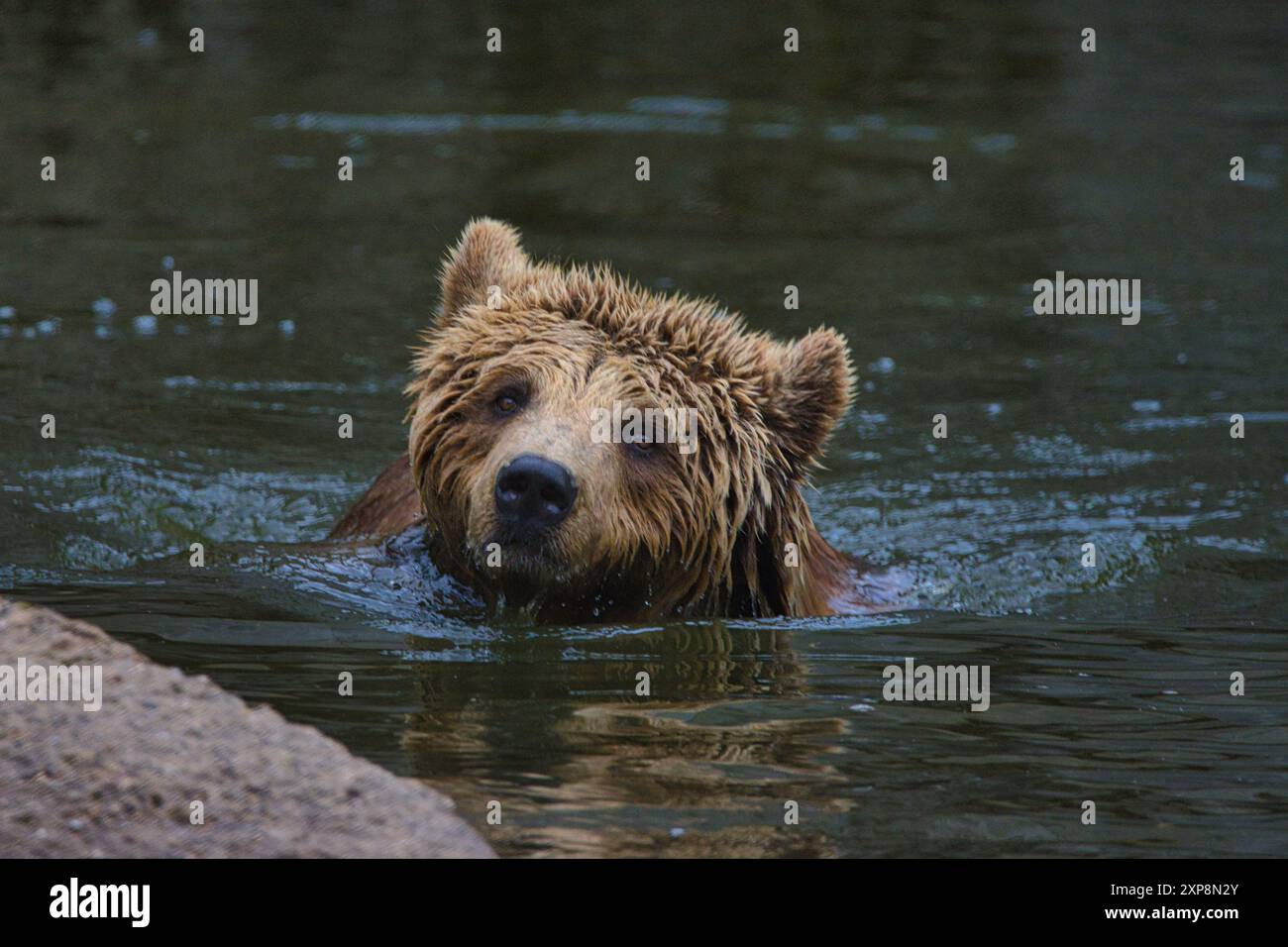 Braunbär- Ursus arctos Stockfoto