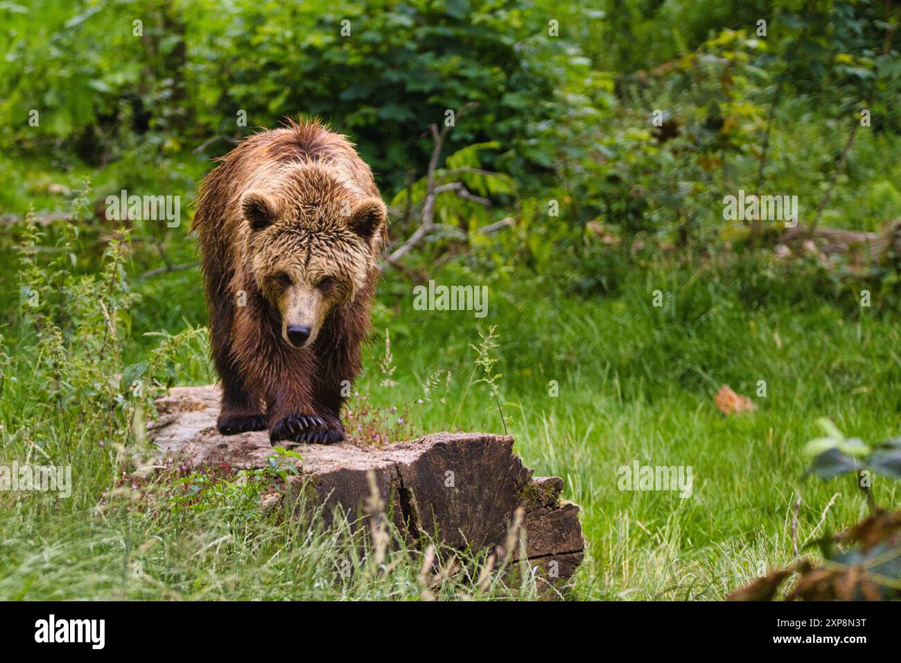 Braunbär - Ursus Arctos kommen aus dem wald Stockfoto