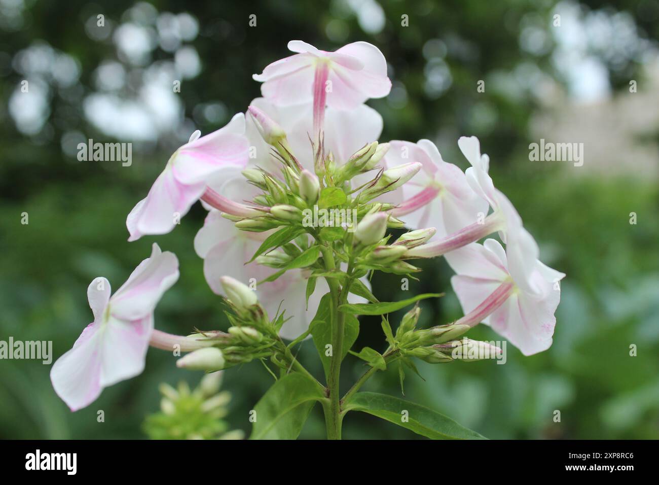 Weiße Blüten in Blütenständen. Blüten am Blütenstand. Arten von Blütenständen. Stockfoto
