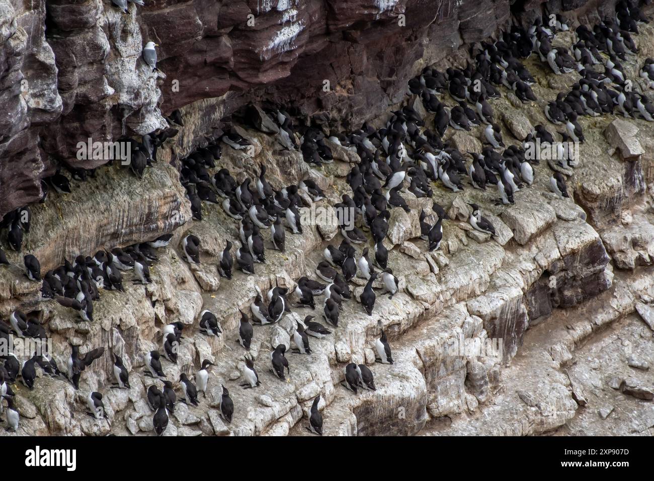 Die Aufzucht von Seevögeln gemeine Guillemots (Uria aalge) an Steilklippen an der Atlantikküste von Handa Island in Schottland, Großbritannien Stockfoto