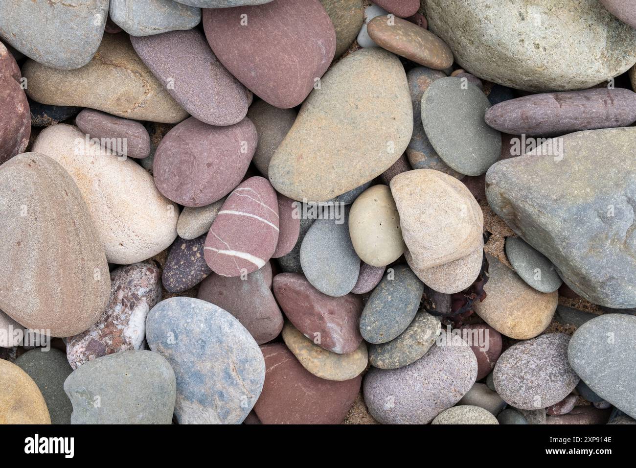 Farbenfrohe Kieselsteine am Penally Beach in der Nähe von Tenby Stockfoto