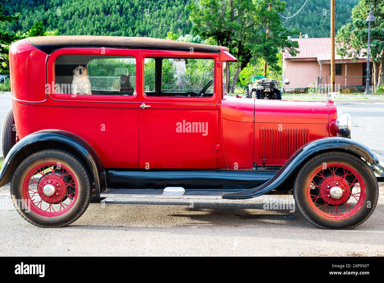 Zwei kleine schützende Hunde in einem antiken Auto, die auf ihren Besitzer warten. Chama, New Mexico Stockfoto