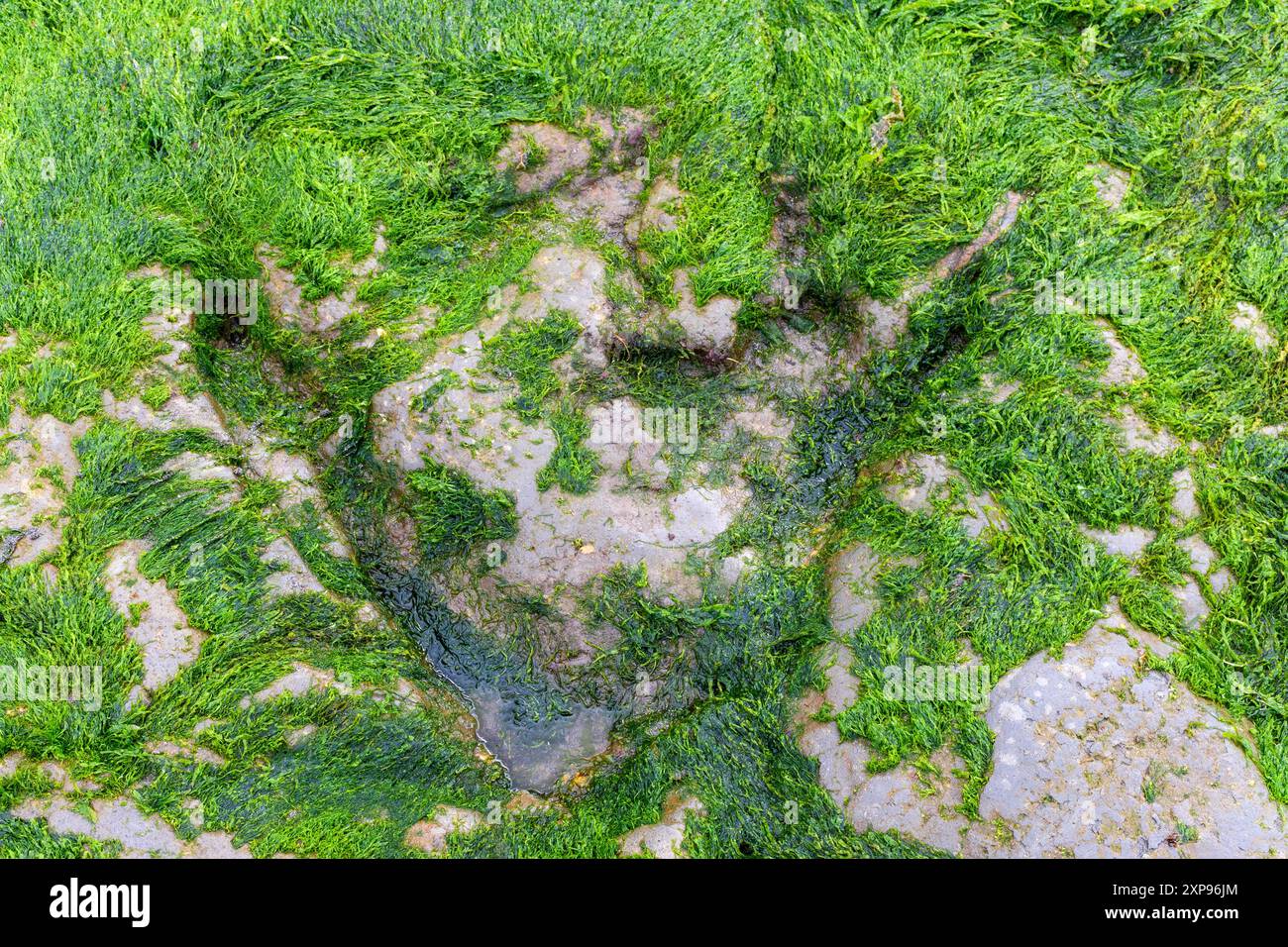 Dinosaurier-Fußabdruck an einem Corran Beach, Staffin, Isle of Skye, Schottland, Großbritannien Stockfoto Dinosaurier-Fußabdruck an einem Corran Beach, Staffin, Isle of Skye, Schottland, Großbritannien Stockfoto