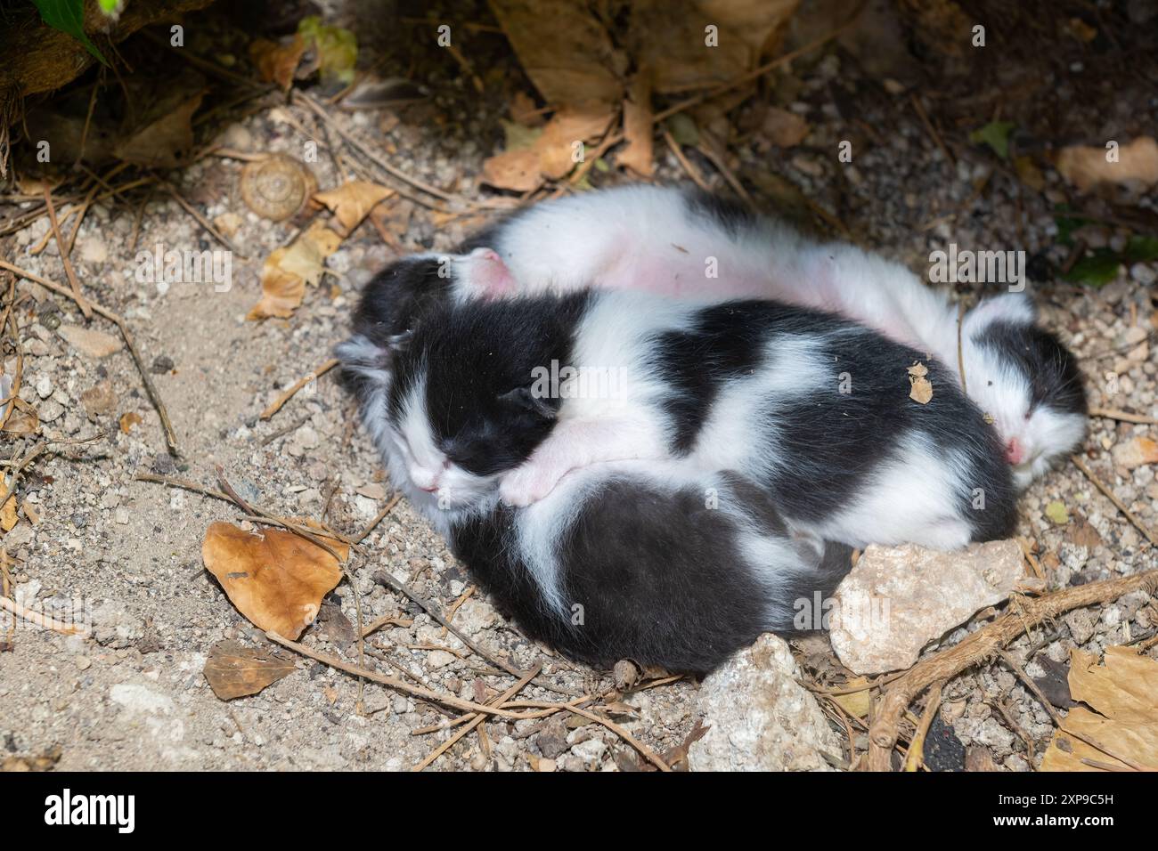 Neugeborene Kätzchen auf der Straße. Stockfoto