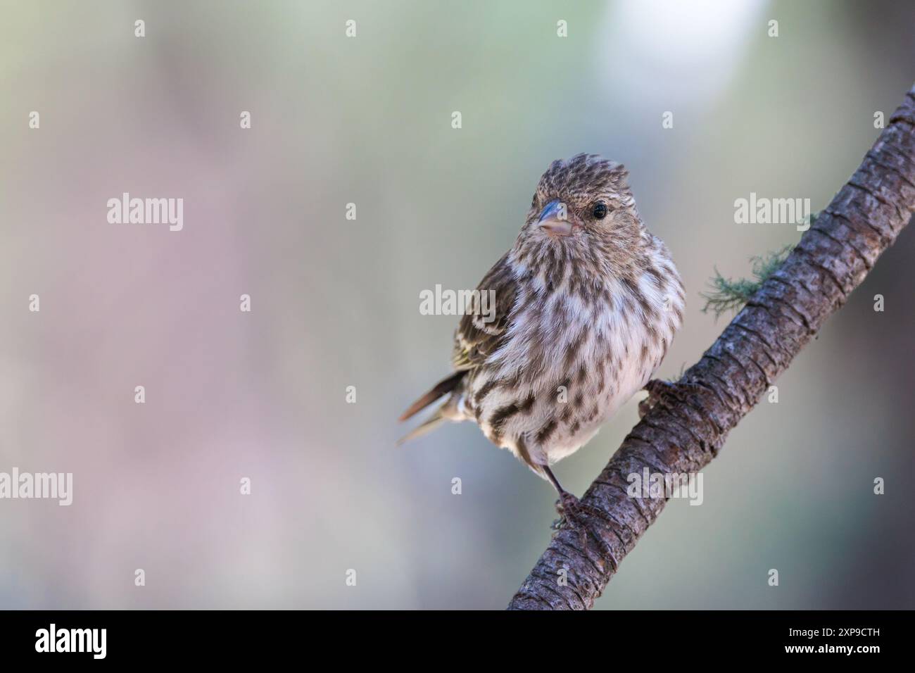 Pine Siskin Stockfoto