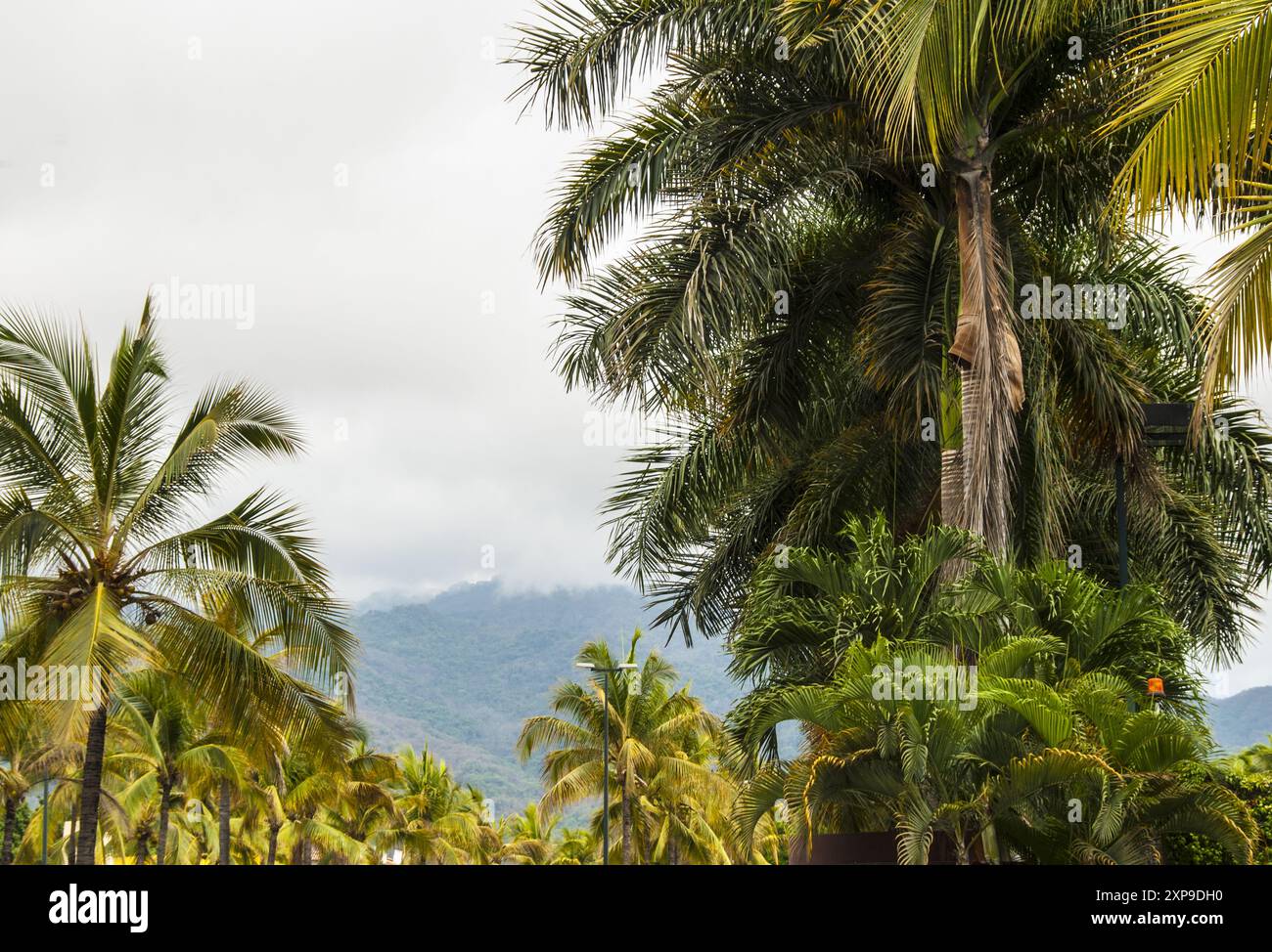 Palmen entlang des Boulevard Francisco Medina Ascencio mit Blick auf die von Dschungel bedeckten Berge Sierra Madre - Puerto Vallarta an der Bucht von Banderas Stockfoto