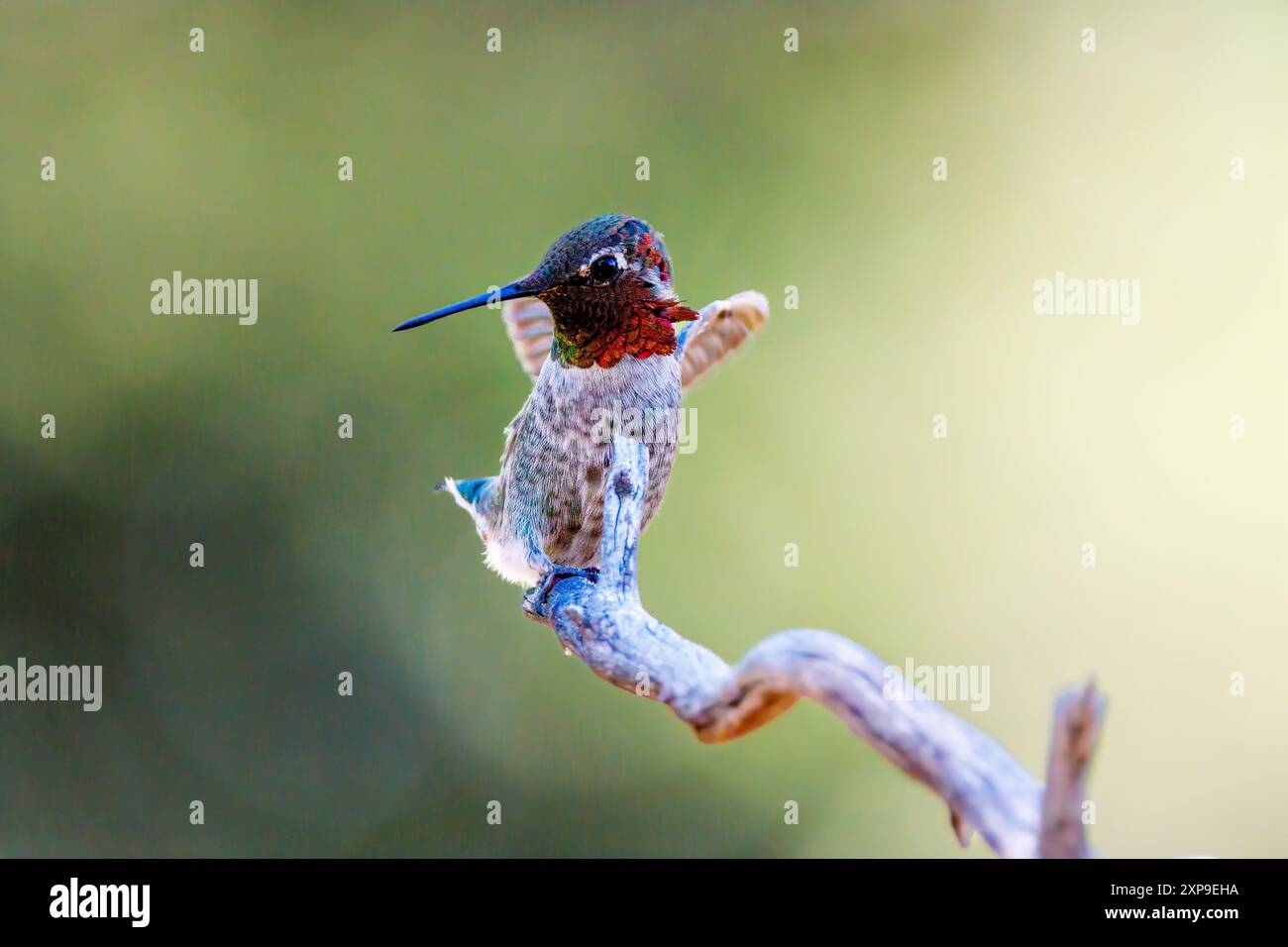 Annas Kolibri Stockfoto