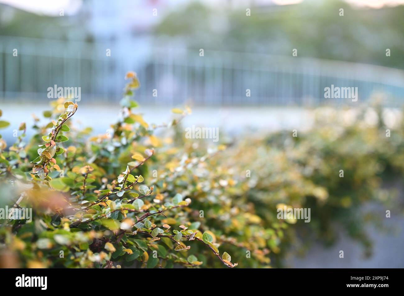 Heben Sie niedrige Sträucher mit satten Farben und verschiedenen Sorten hervor, wesentliche Elemente in zeitgenössischem Landschaftsdesign. Stockfoto