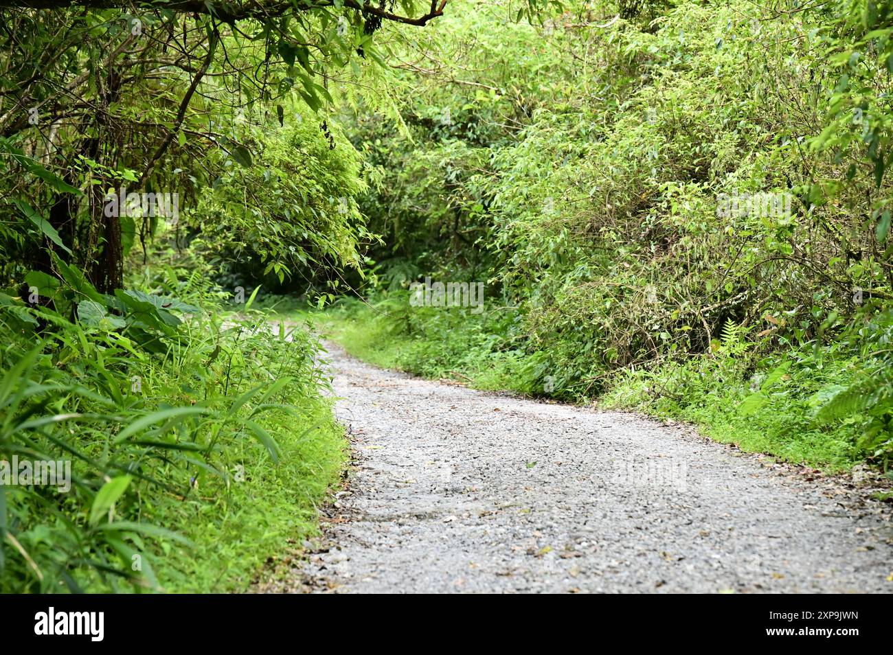 Capture Green Urban Trails werden zu einer Top-Wahl für Stadtbewohner, die Freizeit und Bewegung suchen, und bieten eine natürliche Zuflucht und gesundheitliche Vorteile. Stockfoto