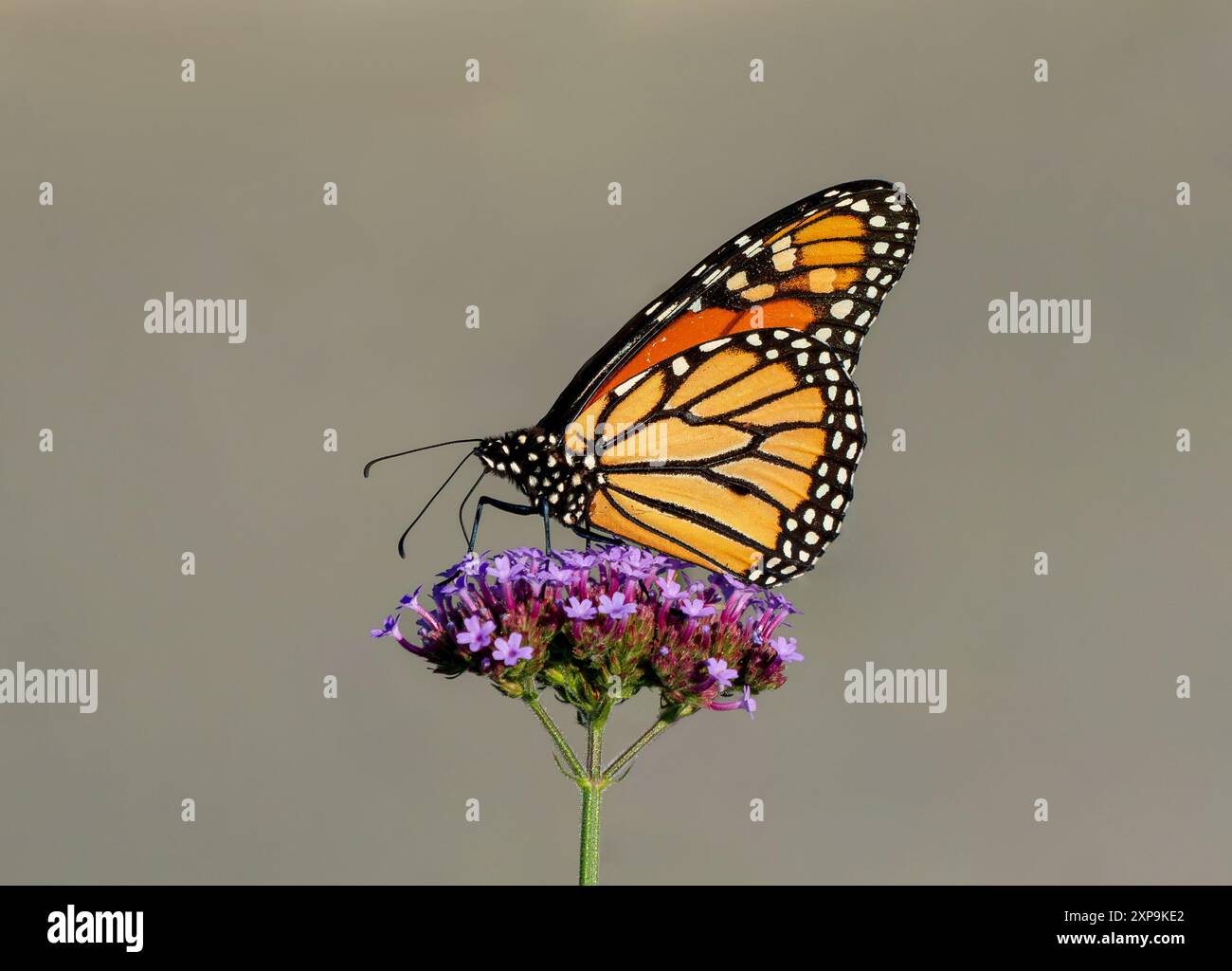 Ein wunderschöner Monarch-Schmetterling auf einer Purpletop-Eisenkraut-Blume mit neutralem Hintergrund. Stockfoto