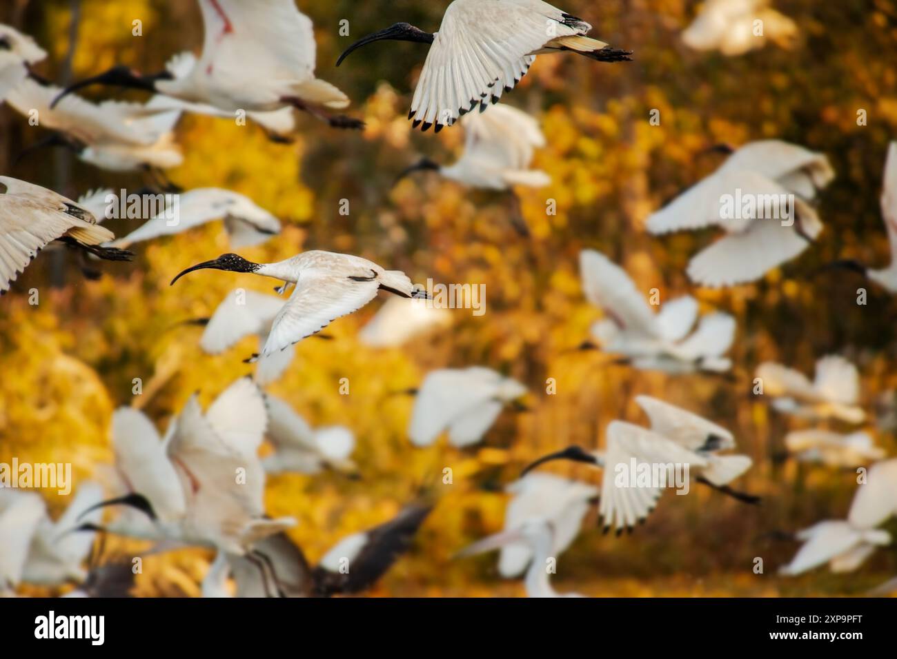 Das australische weiße ibis ist ein Watvogel der ibis Familie Threskiornithidae. Sie ist in weiten Teilen Australiens weit verbreitet. Es hat eine überwiegend wh Stockfoto