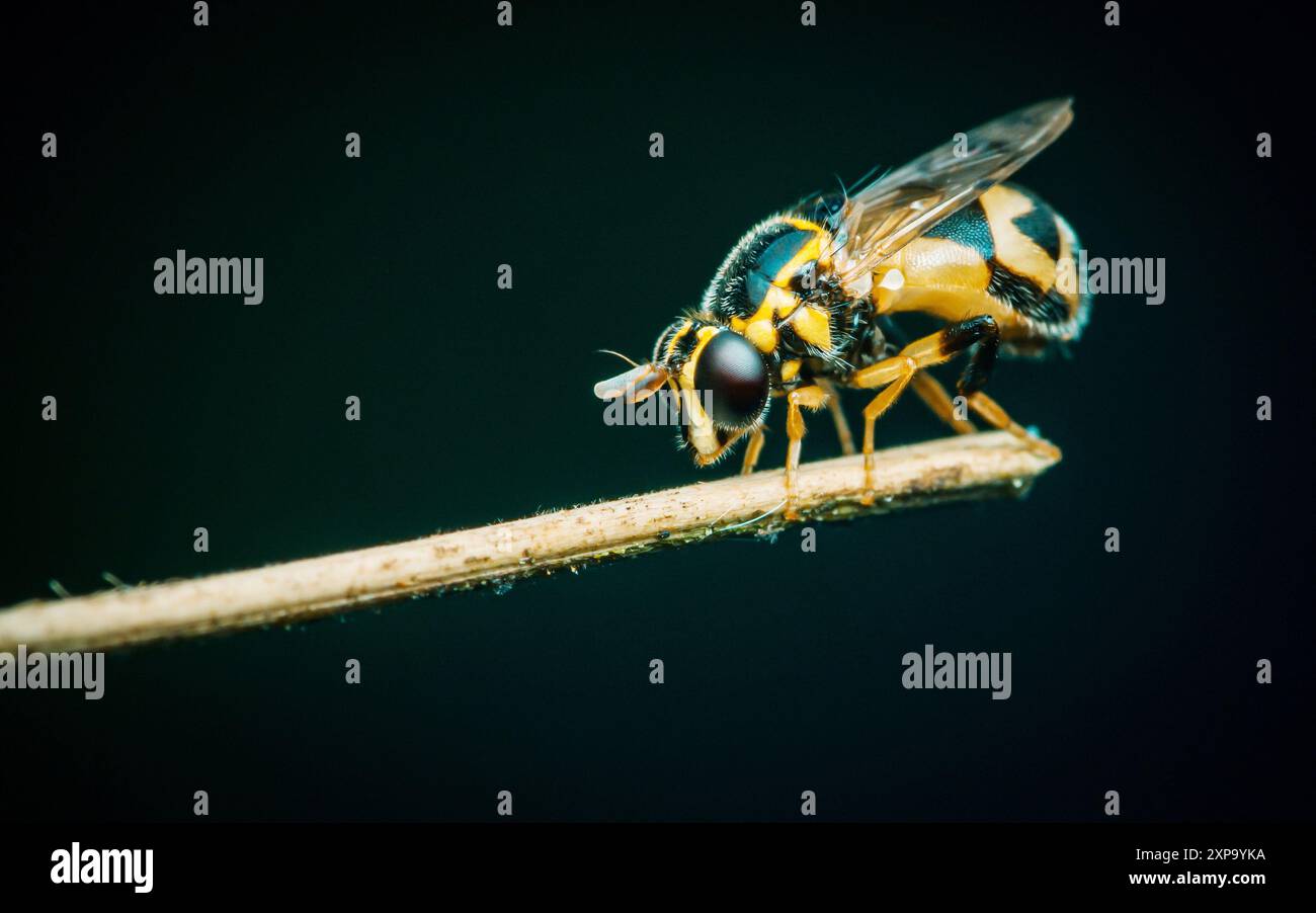 Biene fliegt auf Baumzweig, Insektenfliege schwarz gelb gestreiftes Muster auf schwarzem Hintergrund. Stockfoto