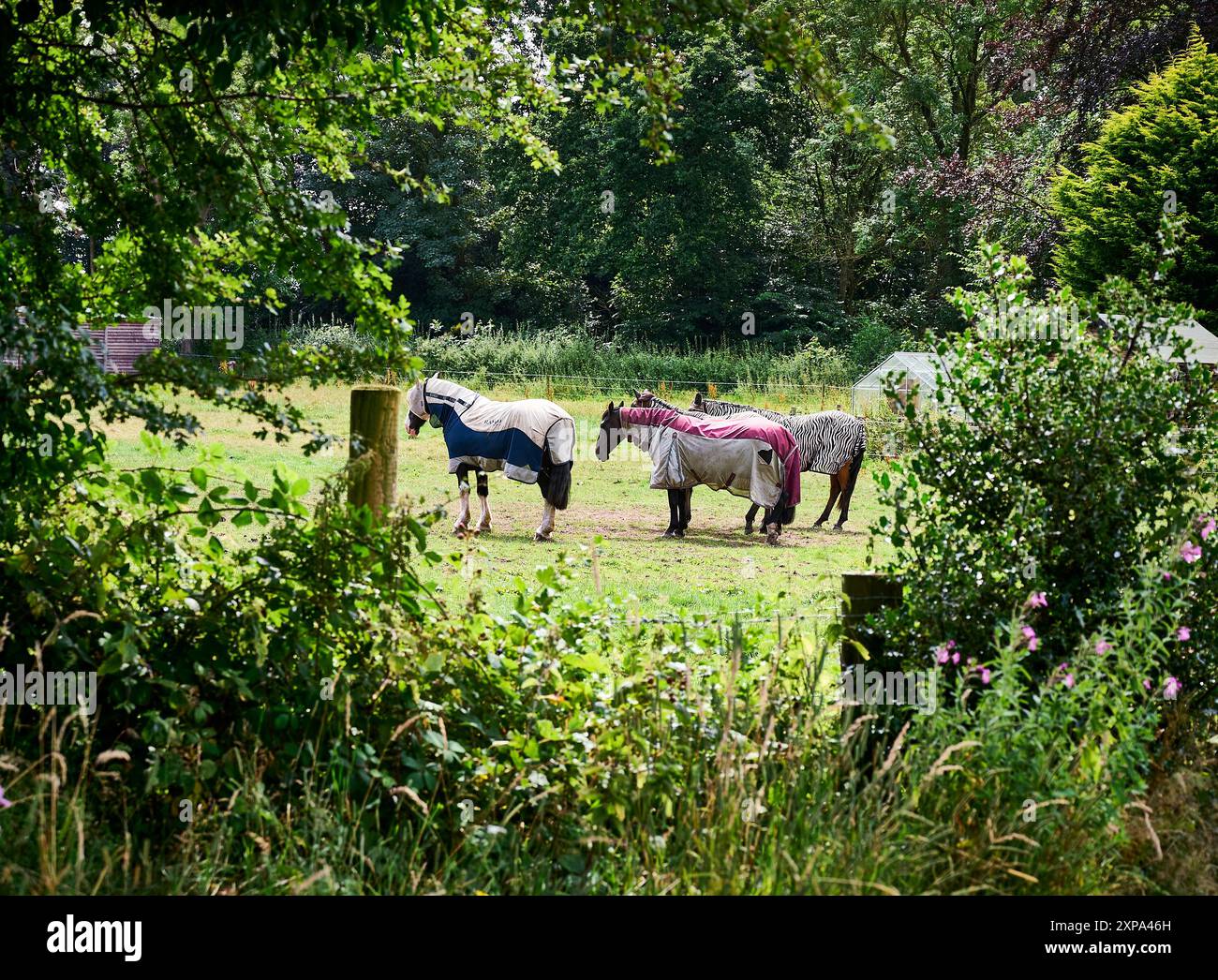 Pferde auf dem Feld im Sommer mit Winterdecken Stockfoto