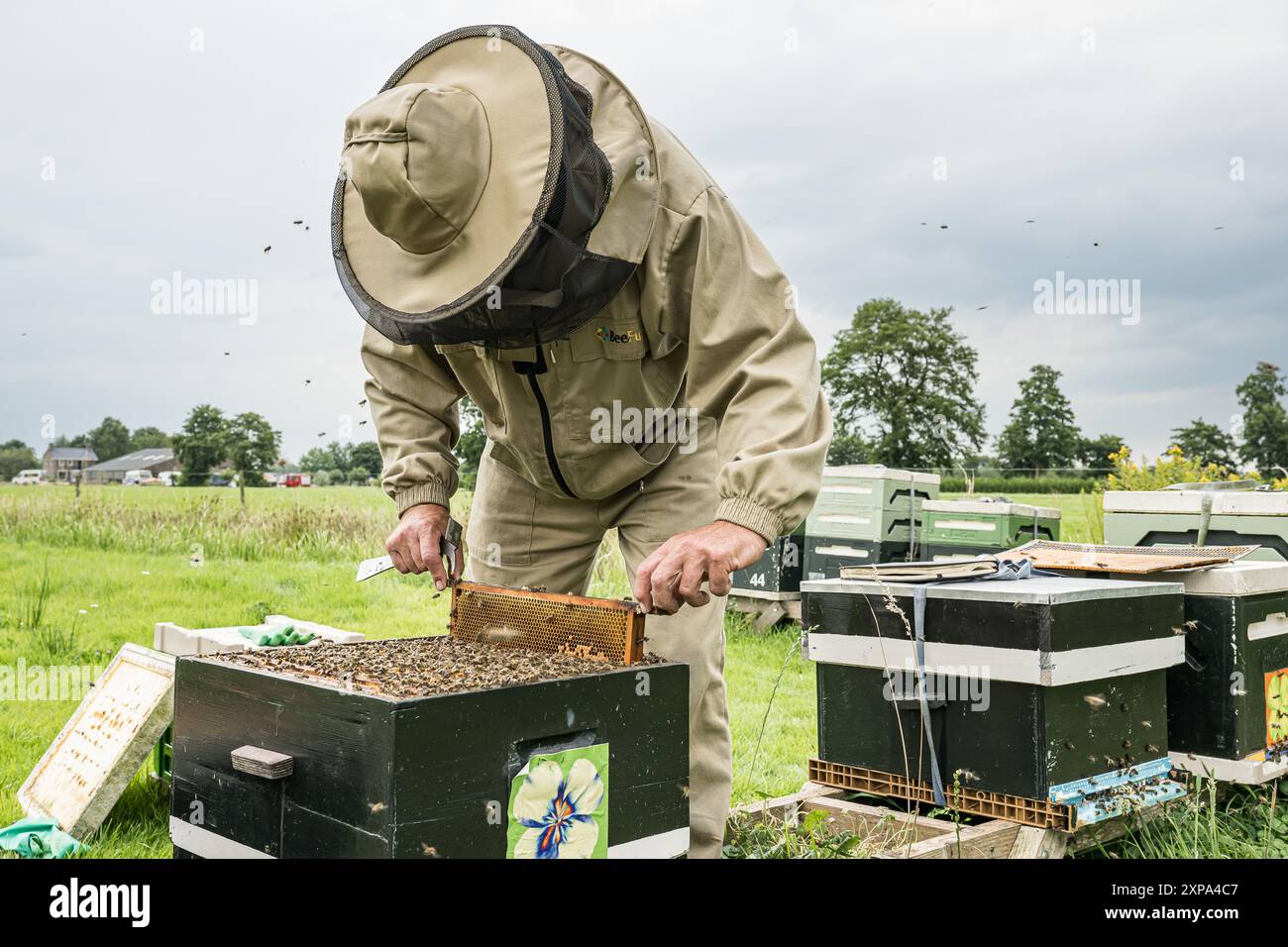 TOLBERT – die schwarze Biene (APIs mellifera mellifera) ist eine robuste Honigbiene. Diese einheimische Bienenart war fast ausgestorben. Glücklicherweise sind die schwarzen Bienen wieder auf dem Vormarsch unter den Imkern. In Bildern: Imker Lodewijk Ten haben von der Imkerei de Bijenhave seine Schwarzen Bienenvölker auf einer nachhaltigen Erdbeerfarm überprüft. Tolbert, Westerkwartier, Groningen, Niederlande. ANP / Hollandse Hoogte / Marcel Berendsen niederlande aus - belgien aus Stockfoto