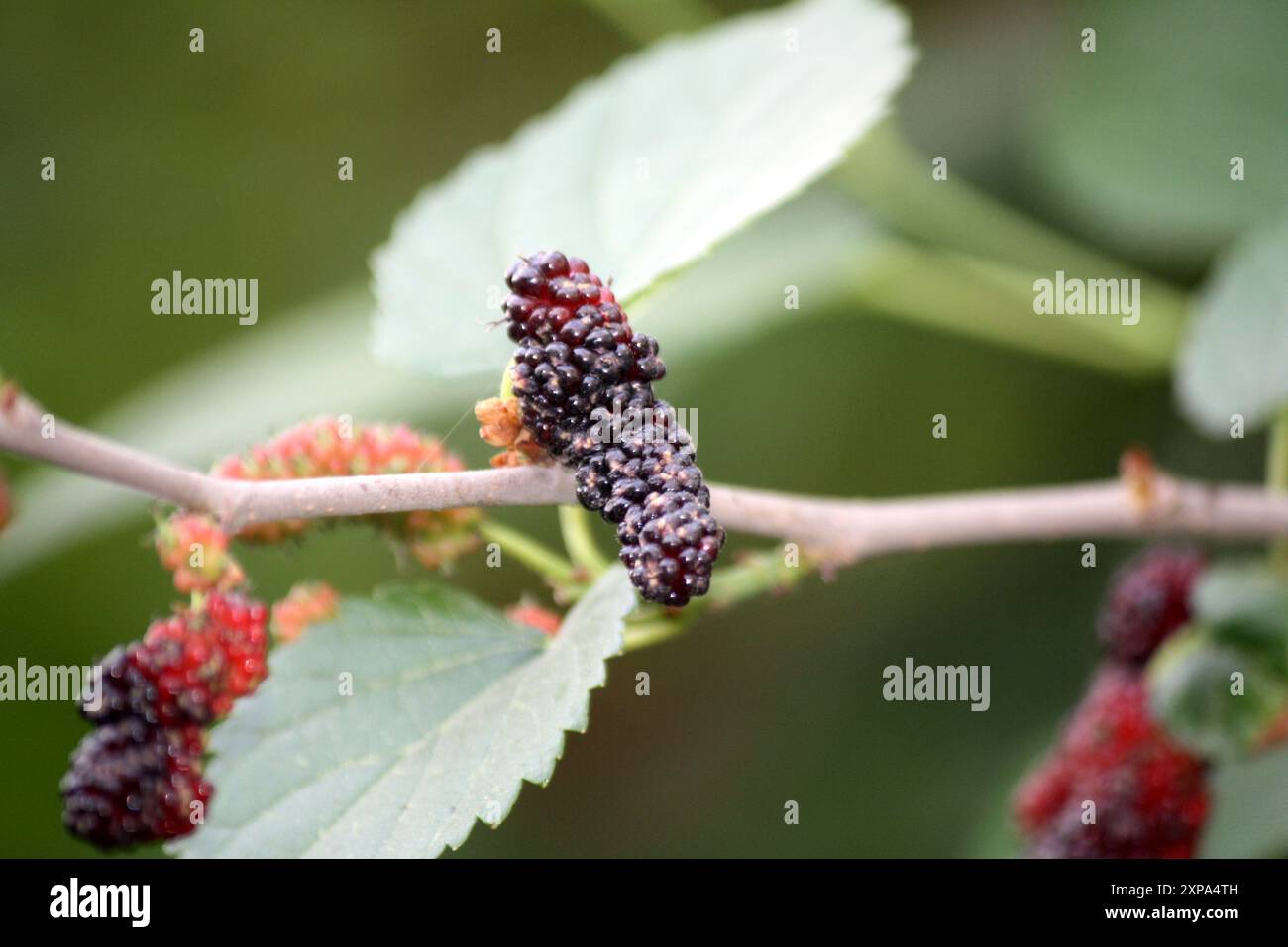 Maulbeere (Morus alba) Früchte (Beeren) auf einem Baum : (Pixel Sanjiv Shukla) Stockfoto