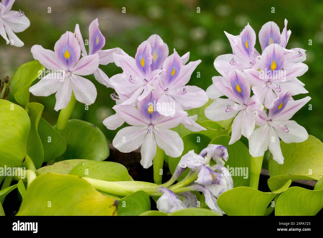 Gewöhnliche Wasserhyazinthe Eichhornia crassipes, schwimmende Wasserpflanzen, blassblaue Blumen Stockfoto