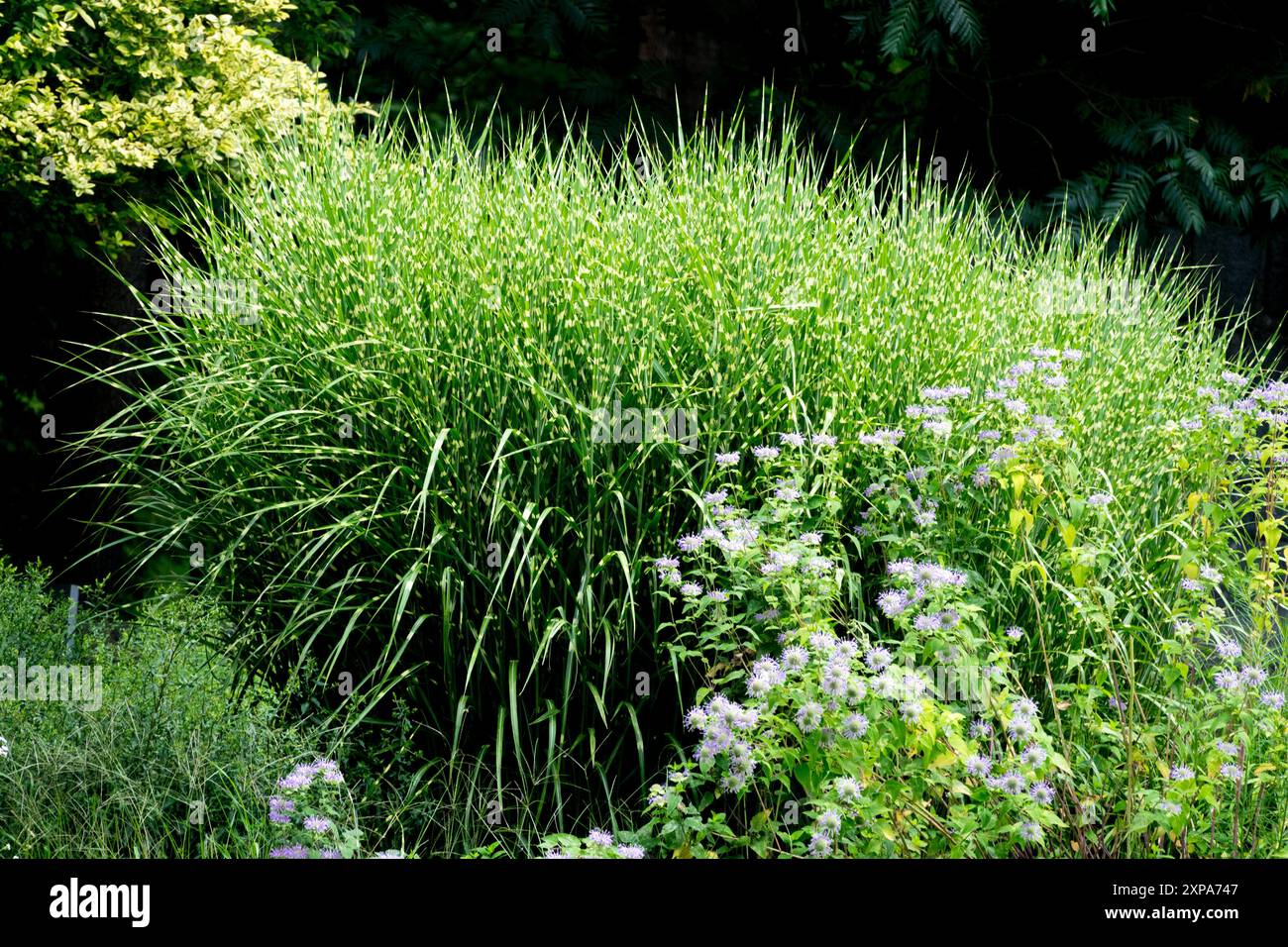 Miscanthus sinensis „Strictus“ hat eine viel aufrechtere, steifere Wachstumsgewohnheit; die Blätter biegen sich nicht wie bei der Zebrinus-Sorte seitlich Stockfoto