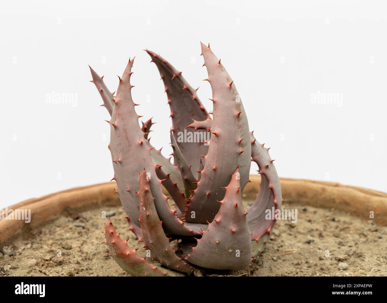 Aloe aculeata Sukkulentpflanze in einem Topf auf weißem isoliertem Hintergrund mit Kopierraum. Stockfoto