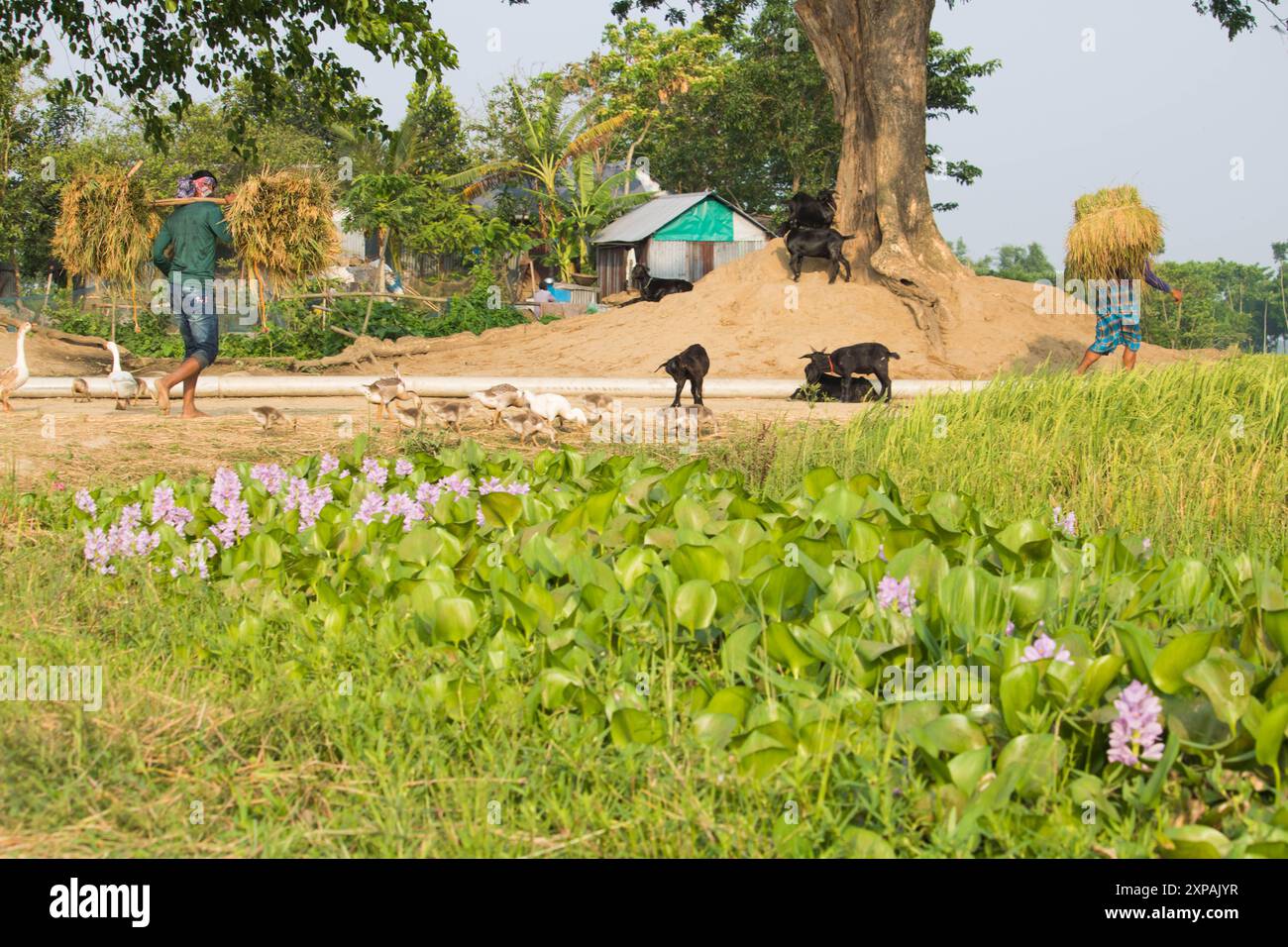 Brahmanbaria, Bangladesch - 22. April 2024 : der Bauer kehrt mit einer Ladung Paddy-Ballen auf dem Dorffeld nach Hause zurück. Stockfoto