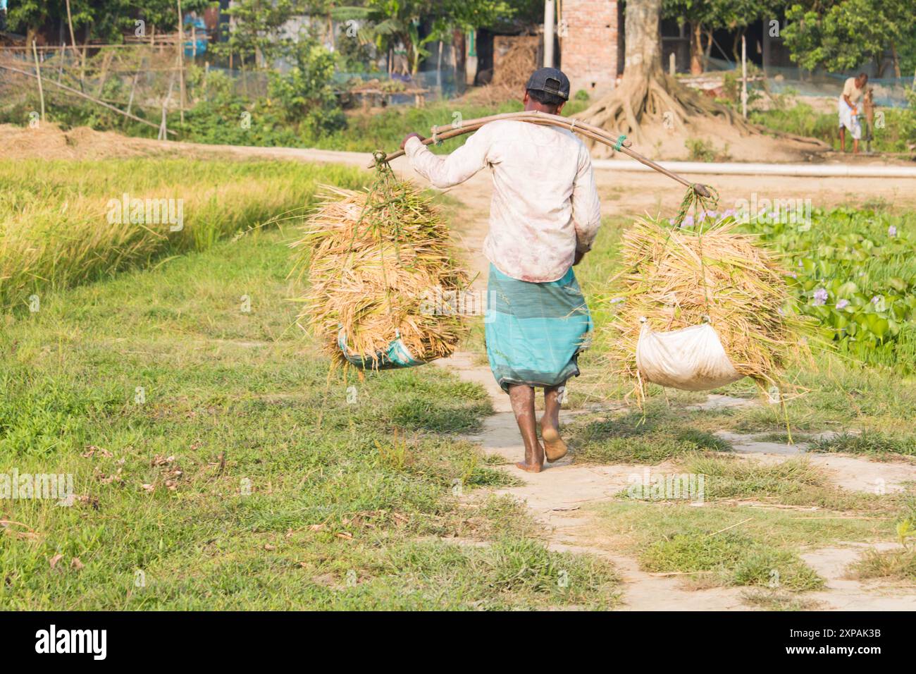 Reisfeld auf Reisfeld grüne Farbe üppiger Anbau ist eine Landwirtschaft. Die Bauern kehren nach Bangladesch zurück. Cumilla, 21. April 2024 Stockfoto