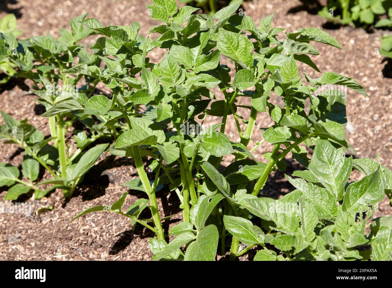 Reihe junger Kartoffelpflanzen in einem Gemüsegarten uk Stockfoto