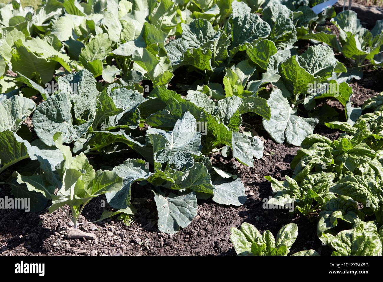 Reihen junger Gemüsepflanzen einschließlich Brassicas im Gemüsegarten großbritannien Stockfoto