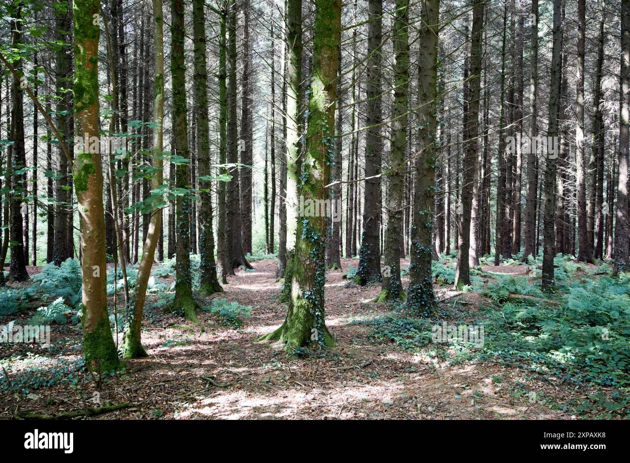 Regelmäßige Kiefernlinien im Wald hillsborough, dem königlichen hillsborough County im Norden irlands, großbritannien Stockfoto