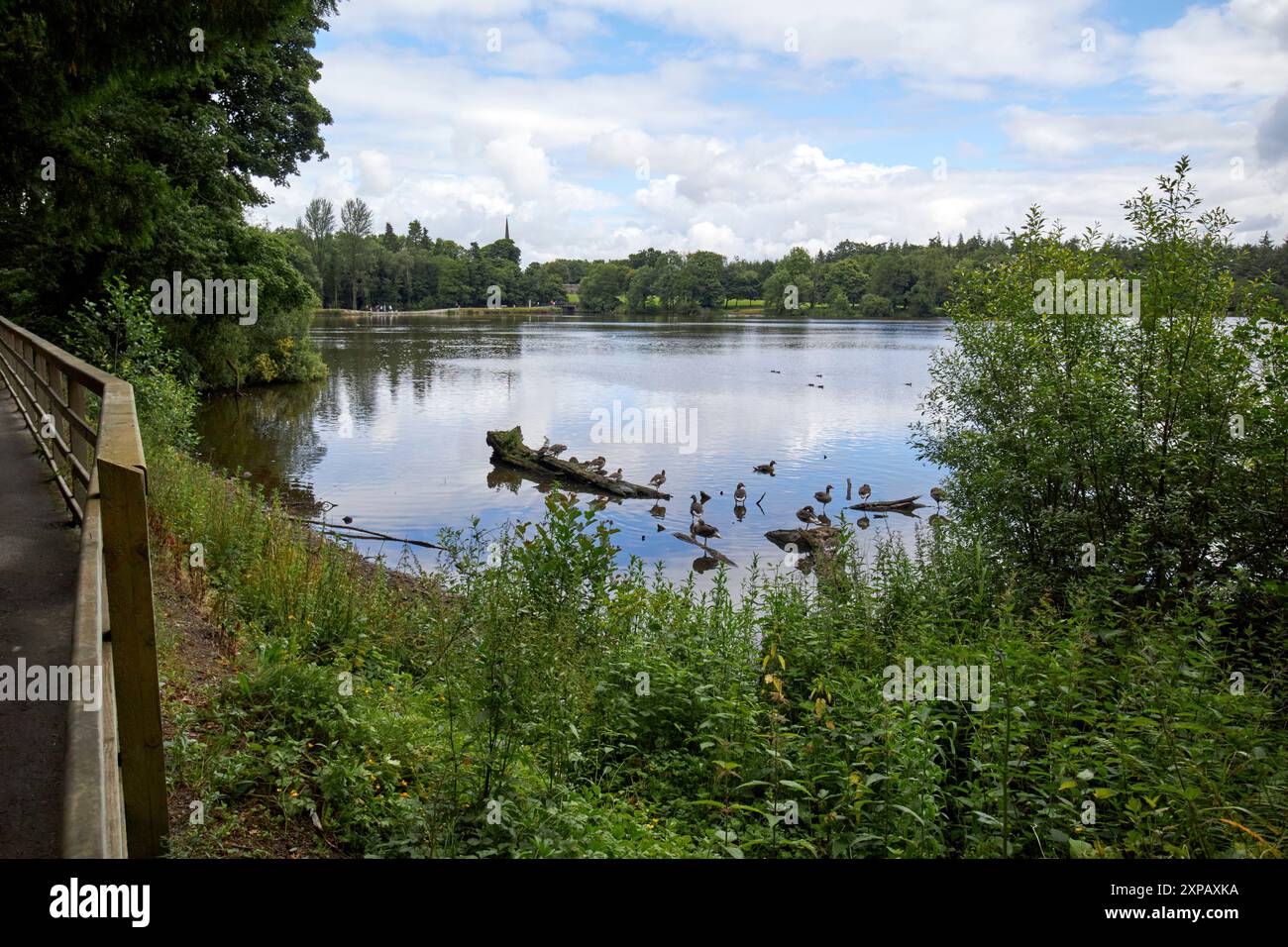 hillsborough Lake im Wald von hillsborough königliches hillsborough County im Norden irlands großbritannien Stockfoto