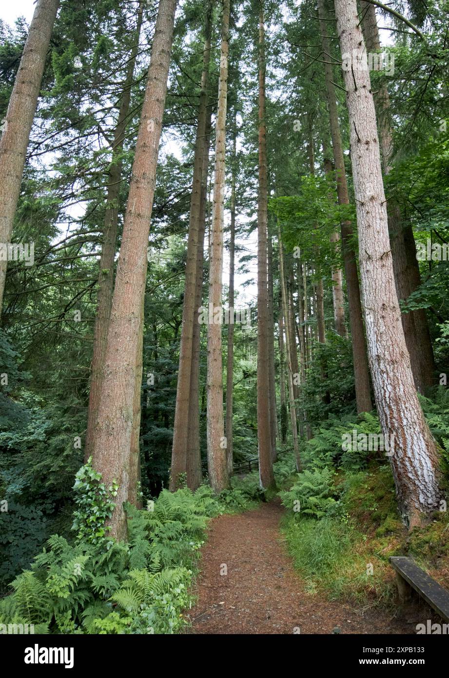 Tannen- und Kiefernbäume entlang des Waldes, Glenariff Forest Park, County antrim, Nordirland, großbritannien Stockfoto