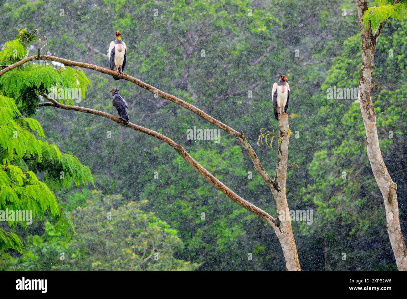 Zwei Königsgeier (Sarcoramphus Papa) und Schwarzer Geier (Coragyps atratus) thronen auf einem Baumzweig im Regen, Costa Rica Stockfoto