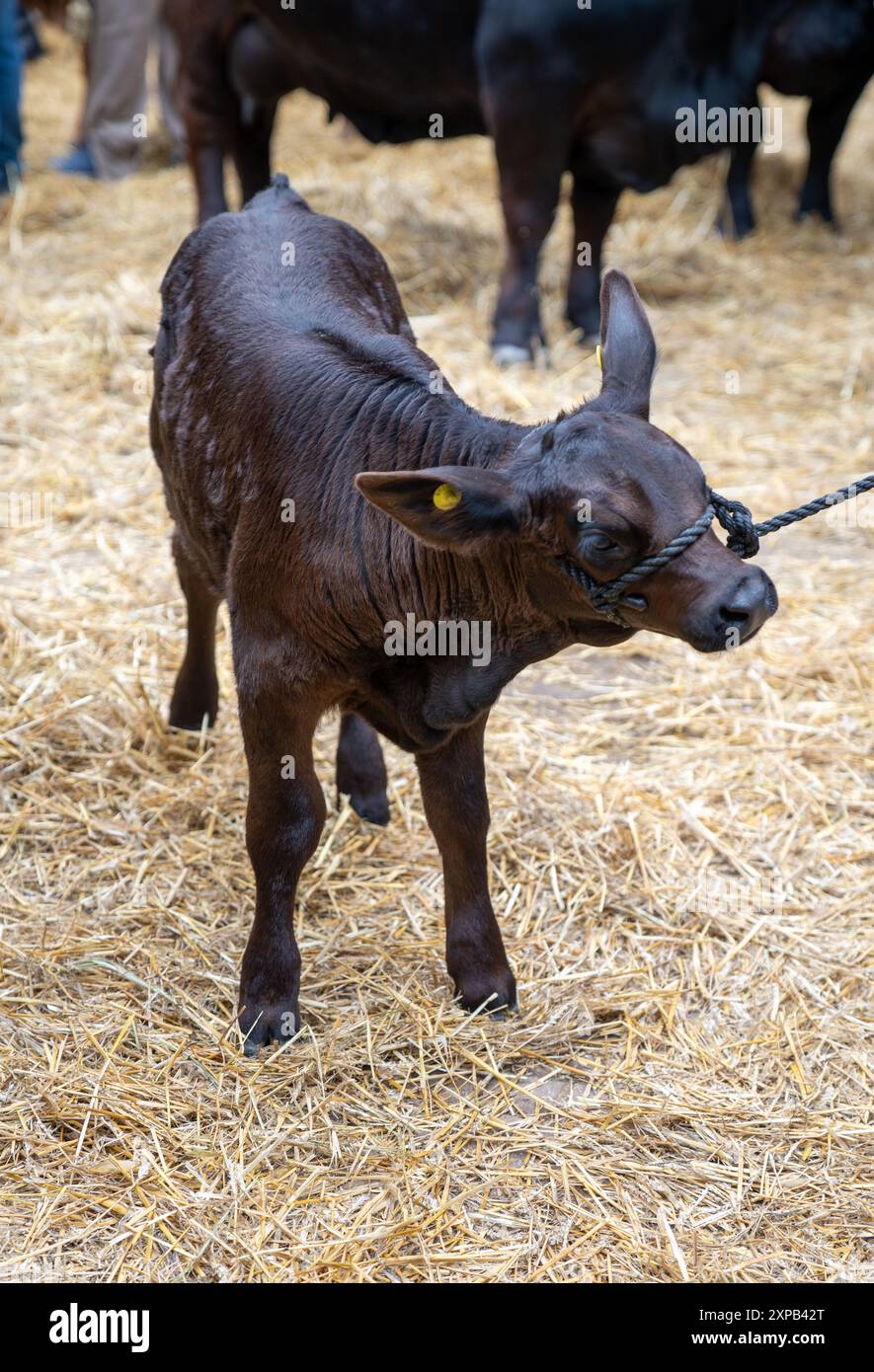 Ausschluss von Kühen, Pferden, Schafen auf dem Lande Stockfoto