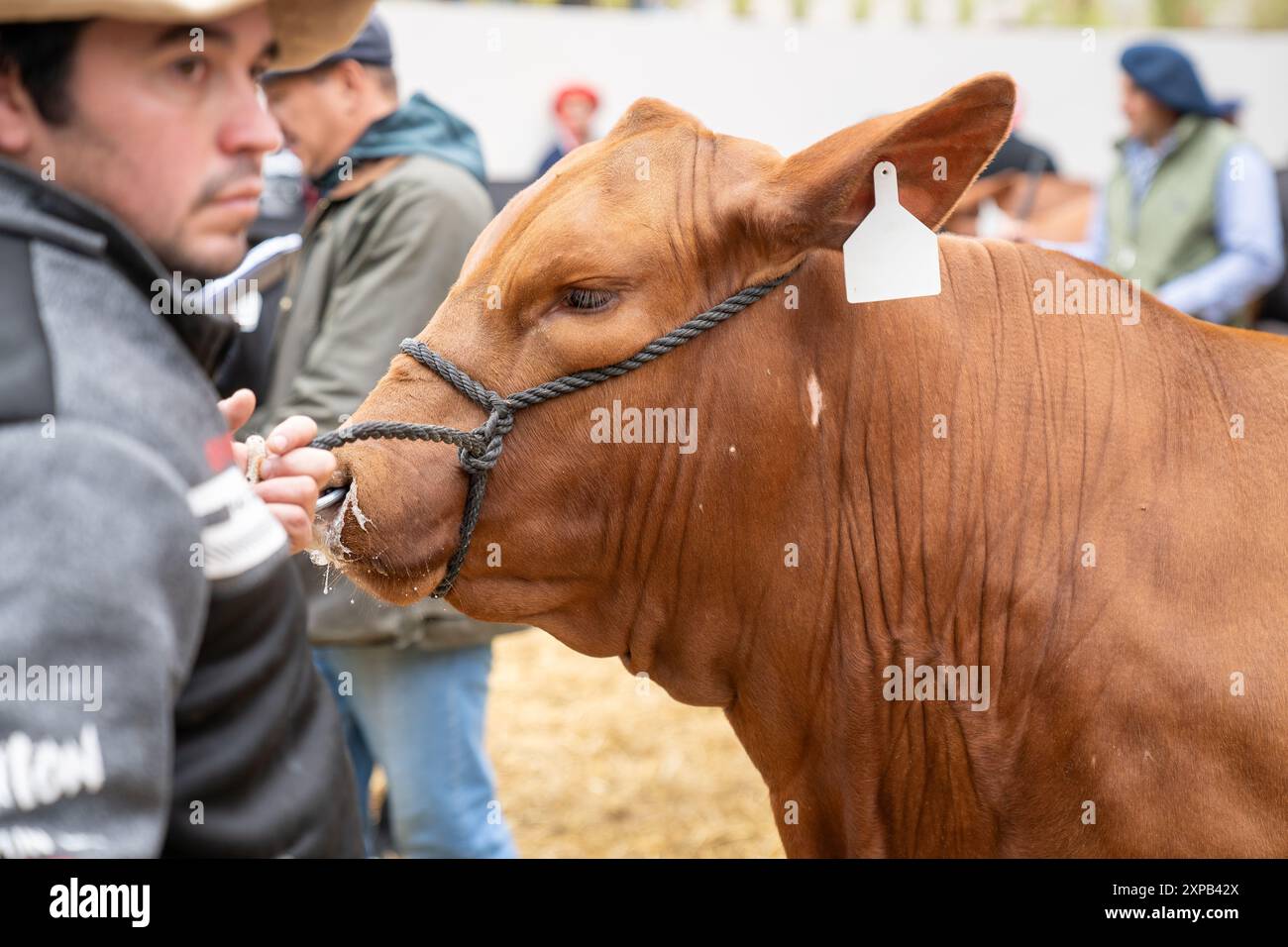 Kühe, Pferde, Schafe auf der Landausstellung Stockfoto